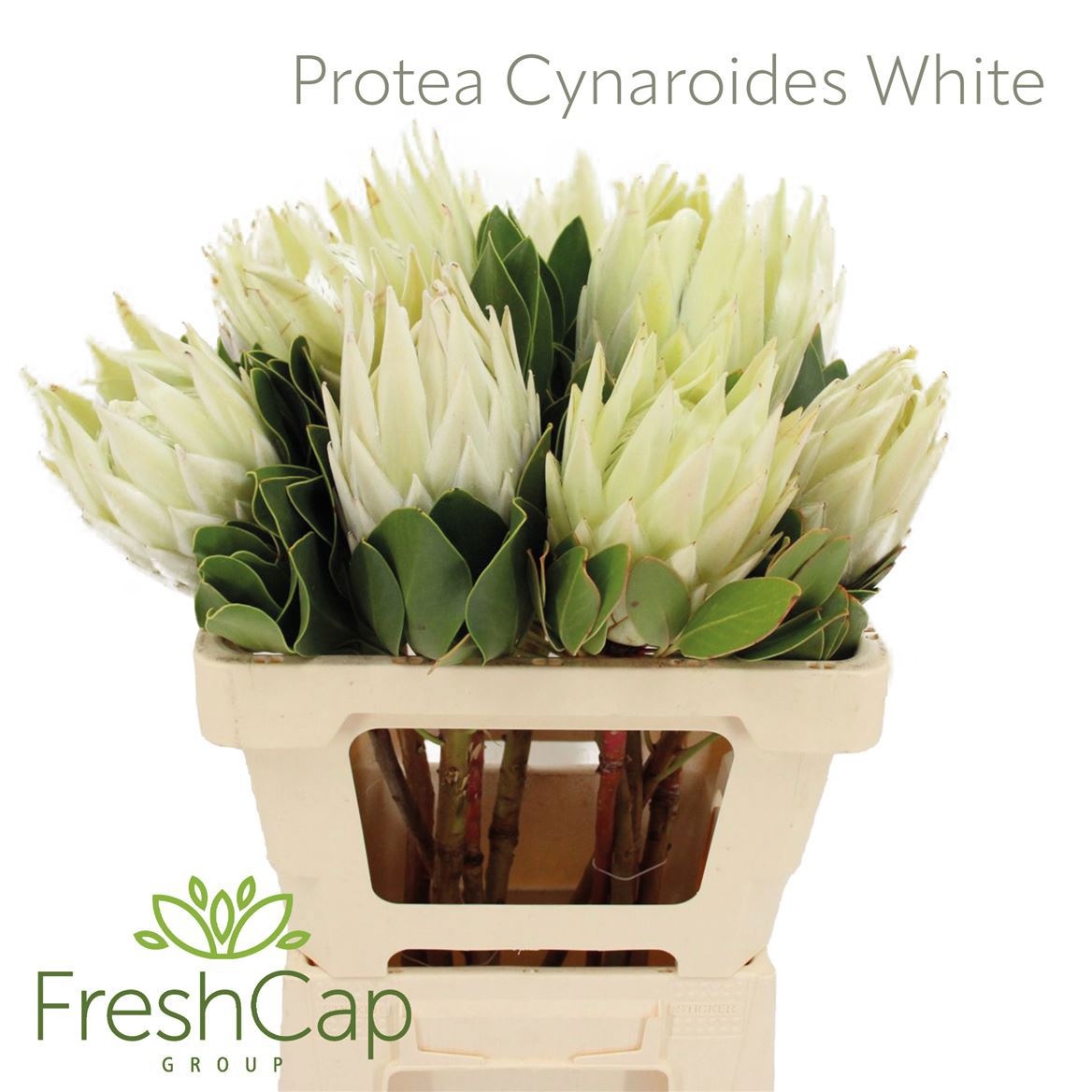 Protea Cy Full Moon