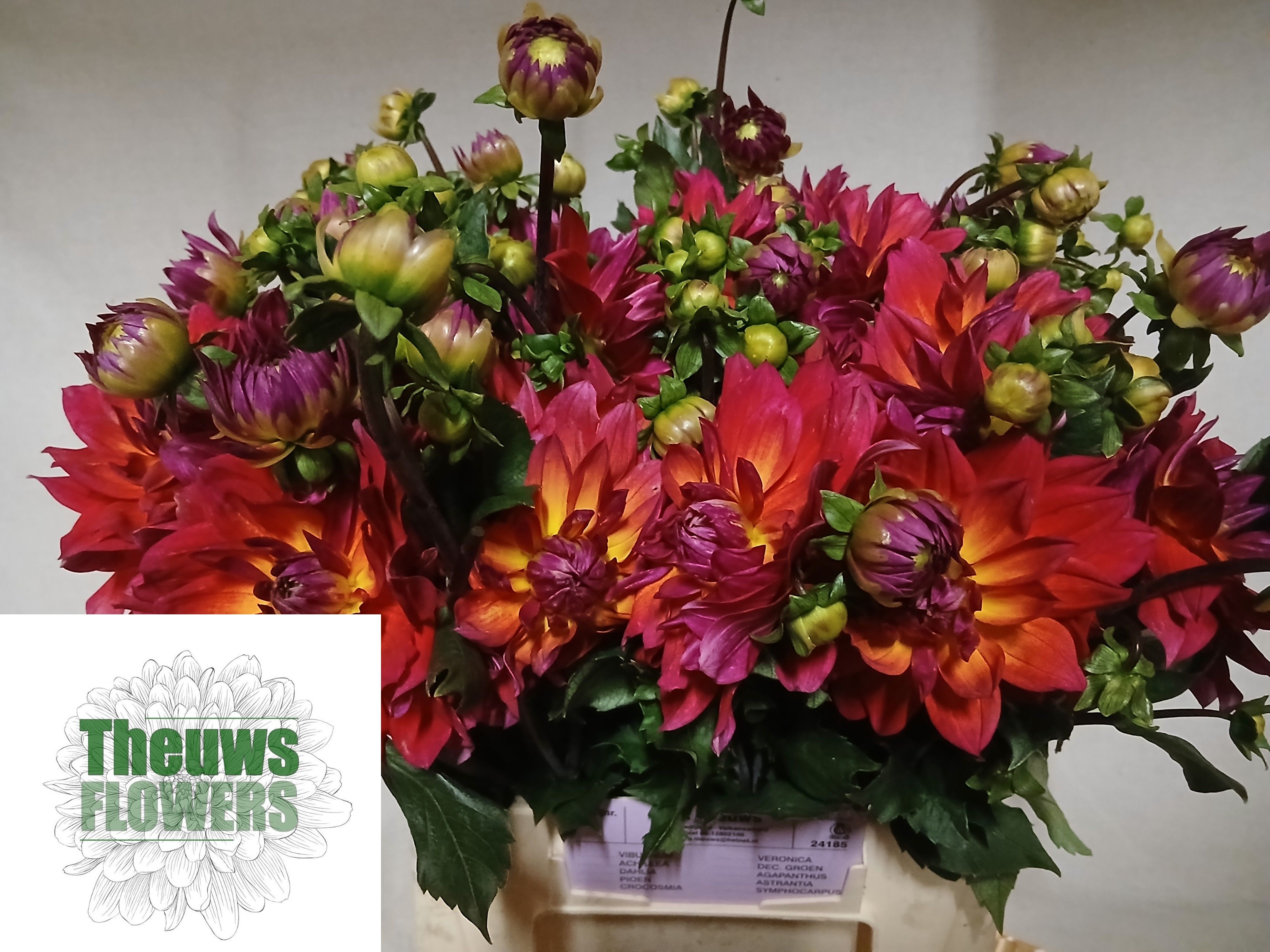 Dahlia 50cm