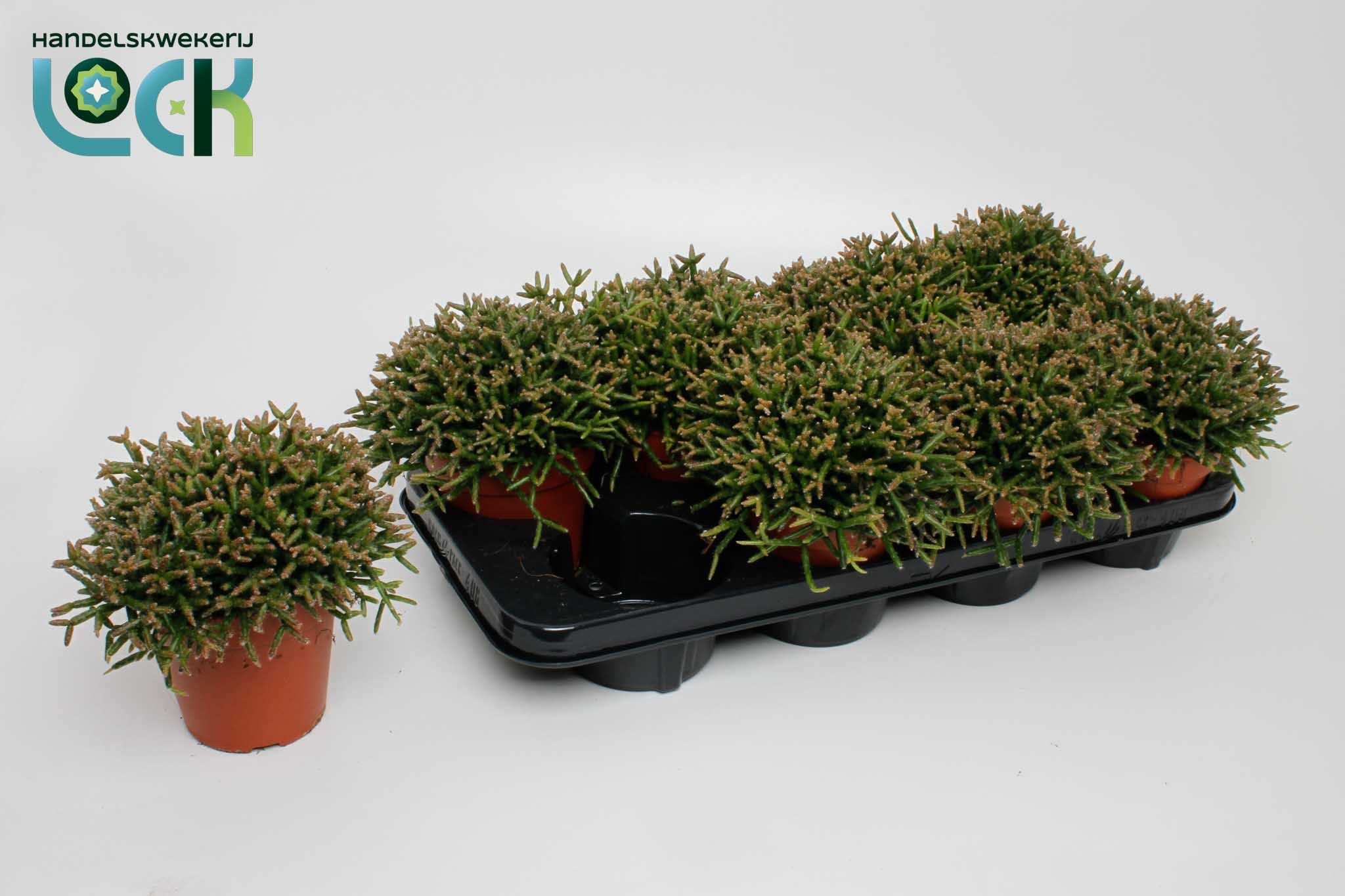 Rhipsalis Burchellii 12Ø 15cm