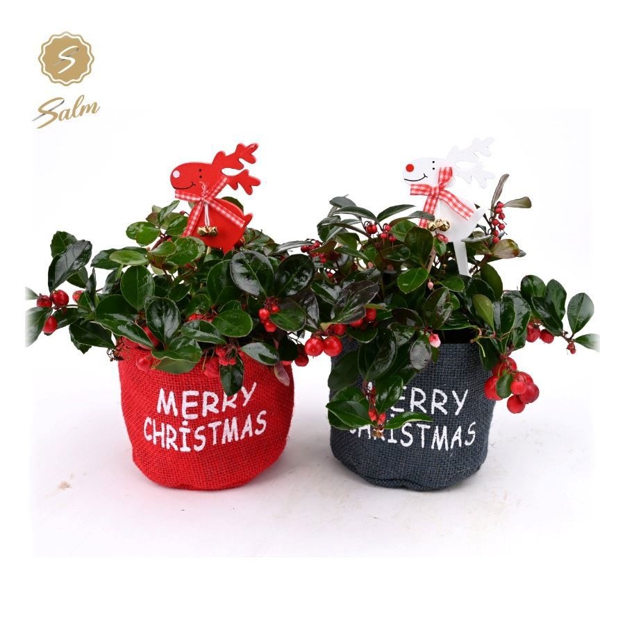 Gaultheria pr. 'Big Berry'® in Bag X-mas Duo + Deco - Reindeer