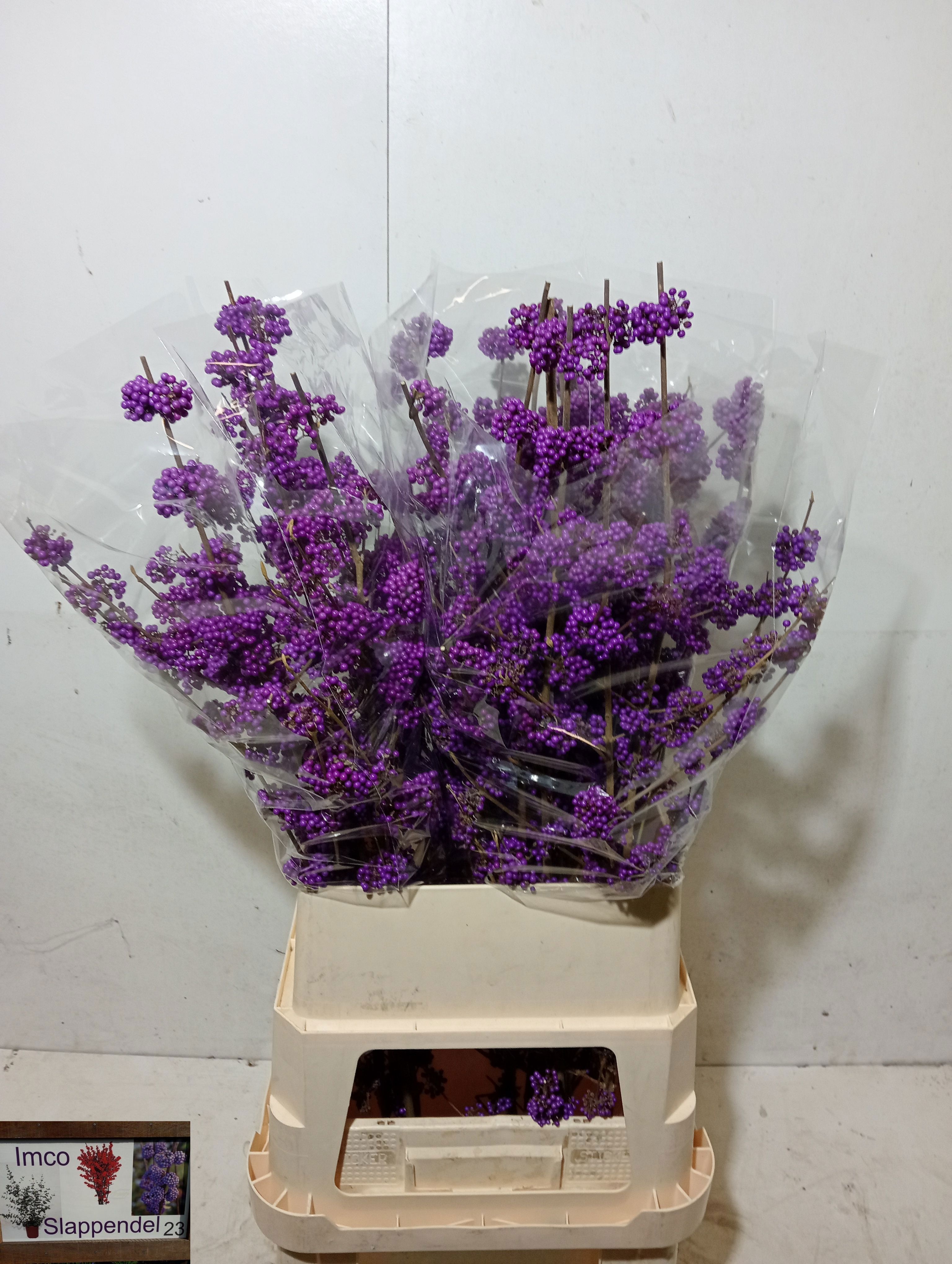 Callicarpa Bod Giraldi(imp) 100cm