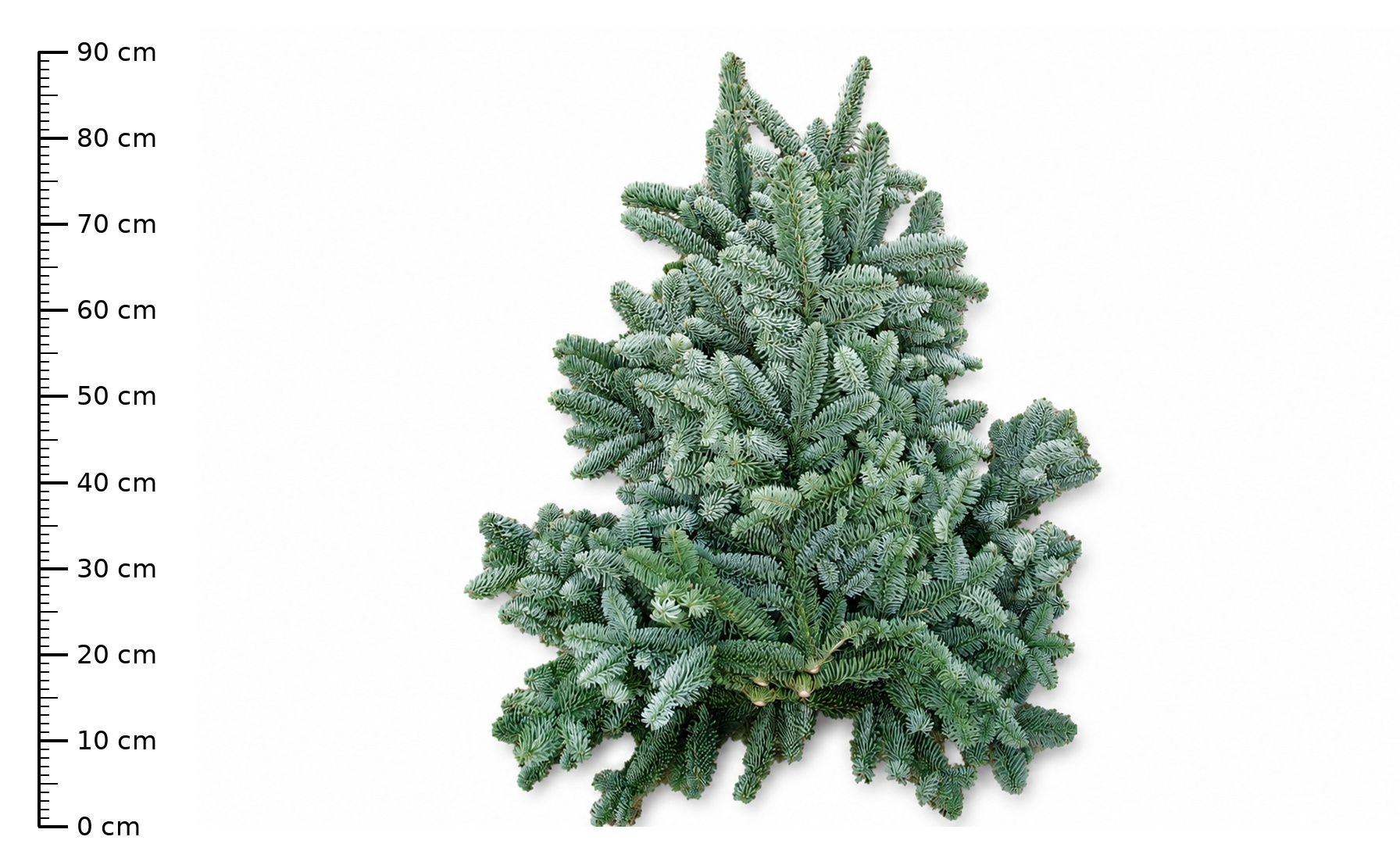 Abies Nobilis Blue Per Pack 80cm