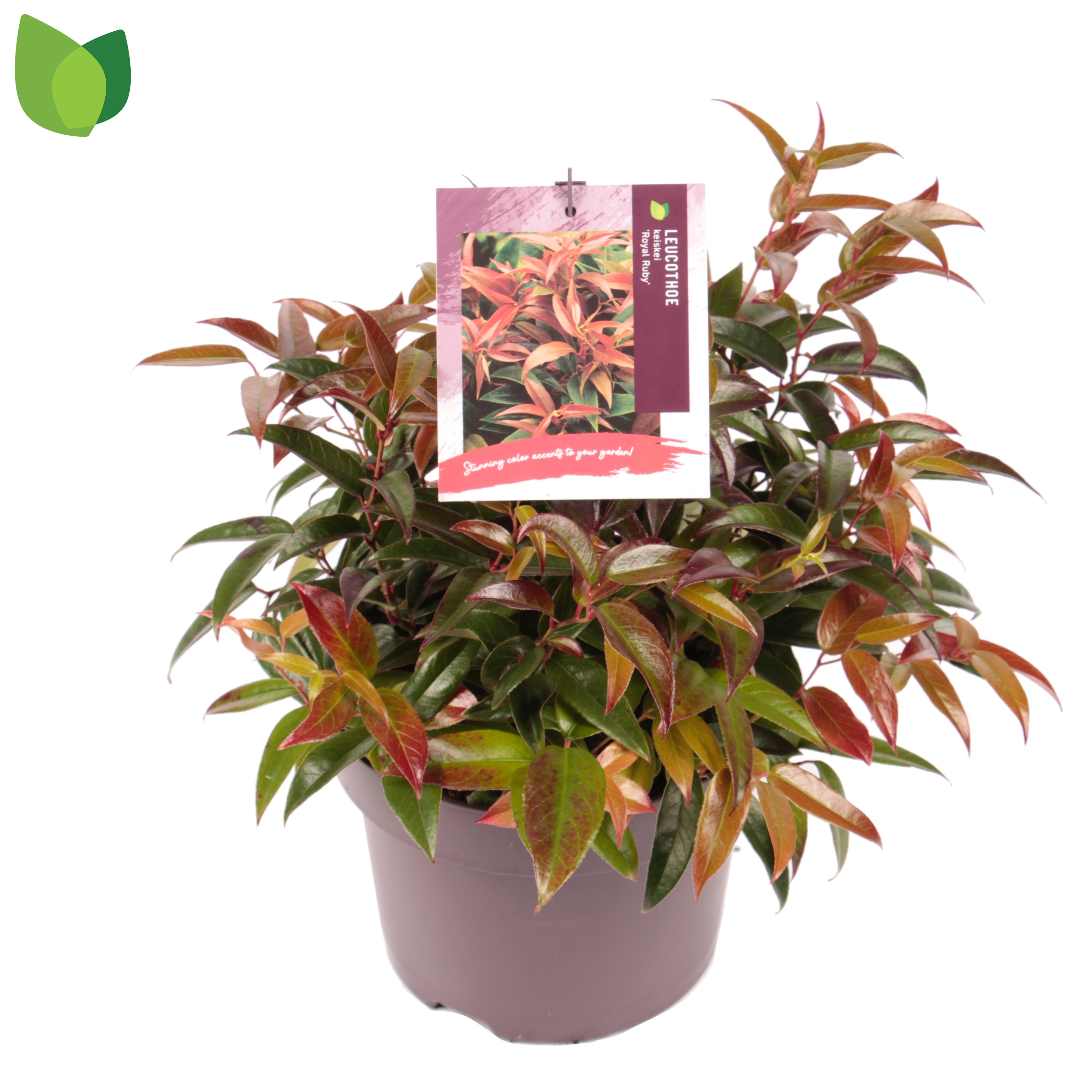 Picture of Leucothoe keiskei Royal Ruby P23 (5 Ltr) (LOOSE)