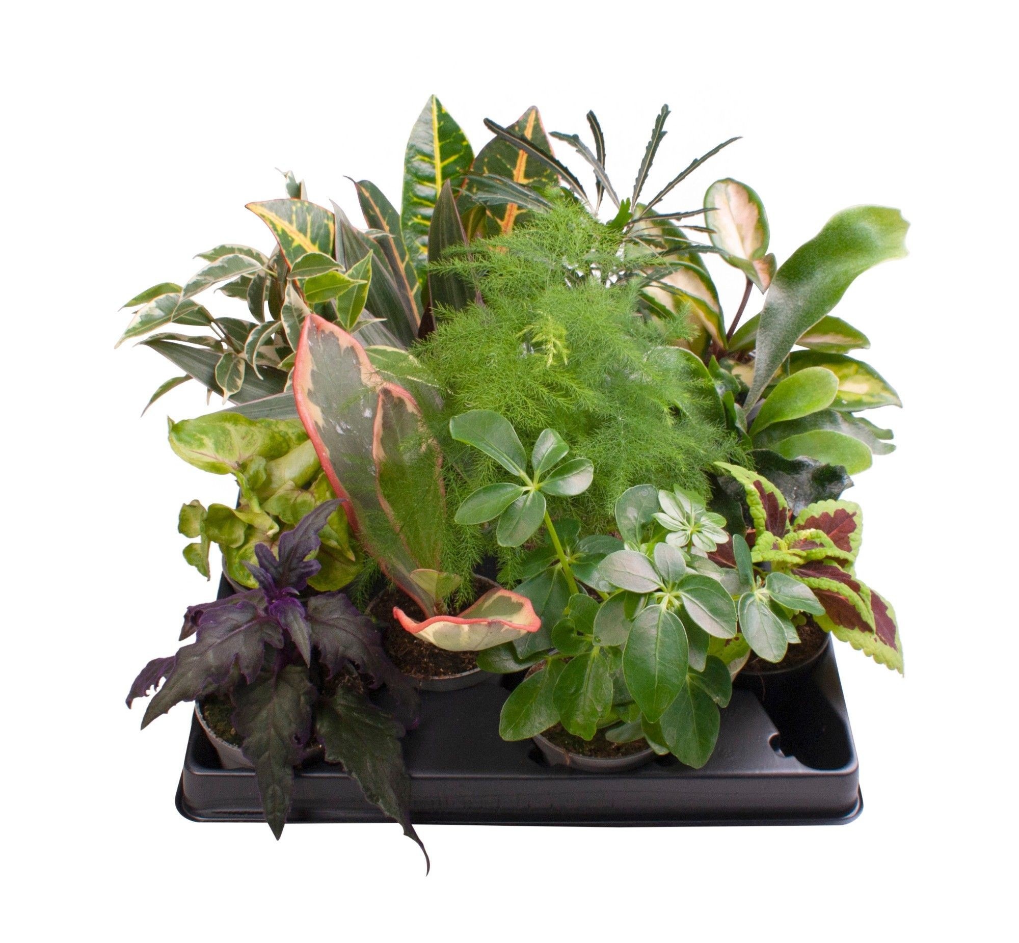 Green Plants Mix Liam Nature World 6Ø 15cm