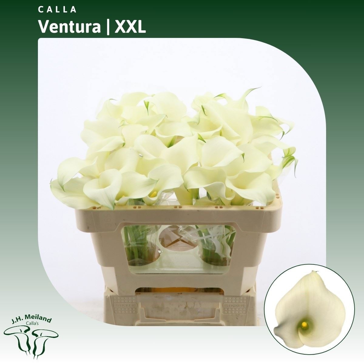 Calla Capt Ventura 50cm