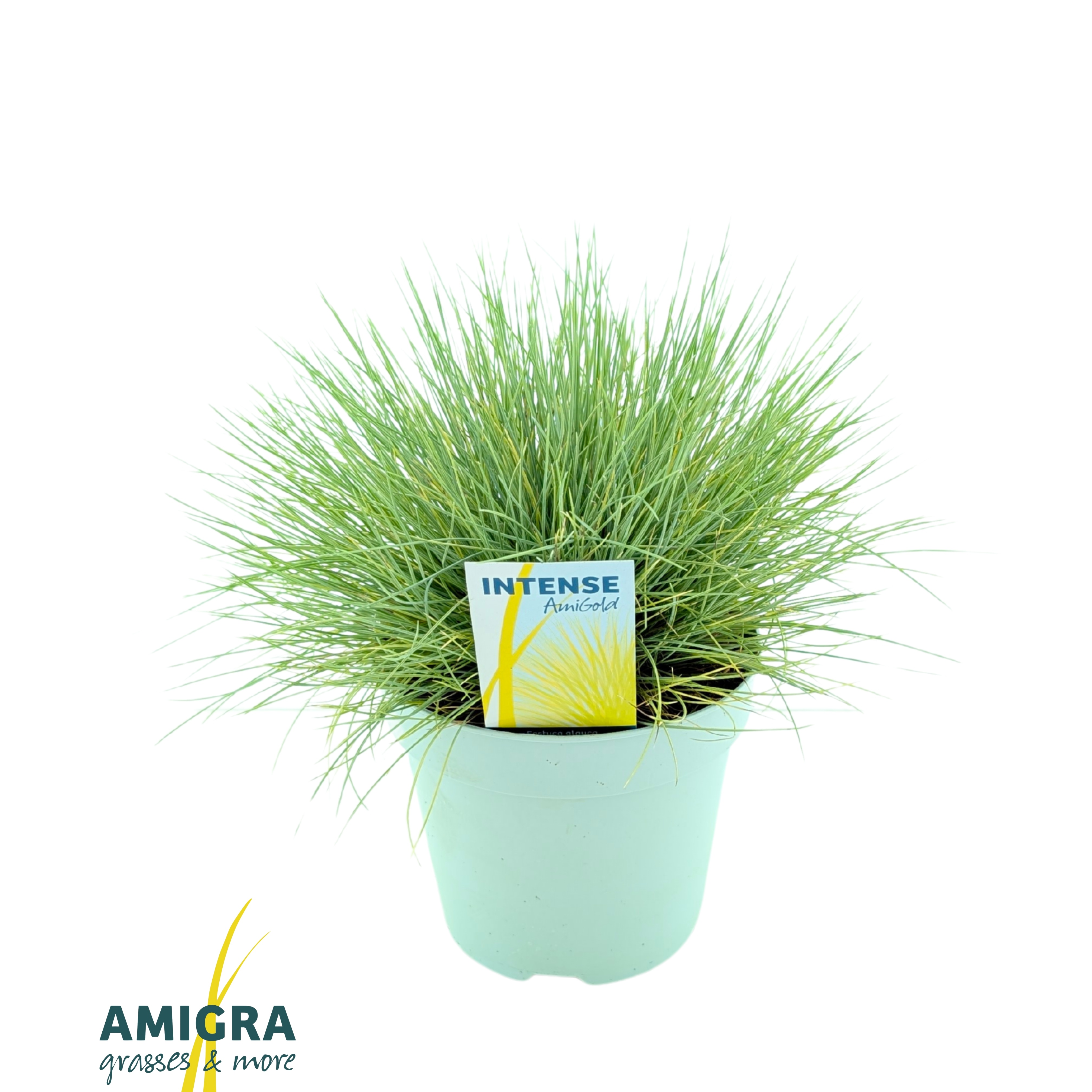 Picture of Festuca glauca AmiGold®