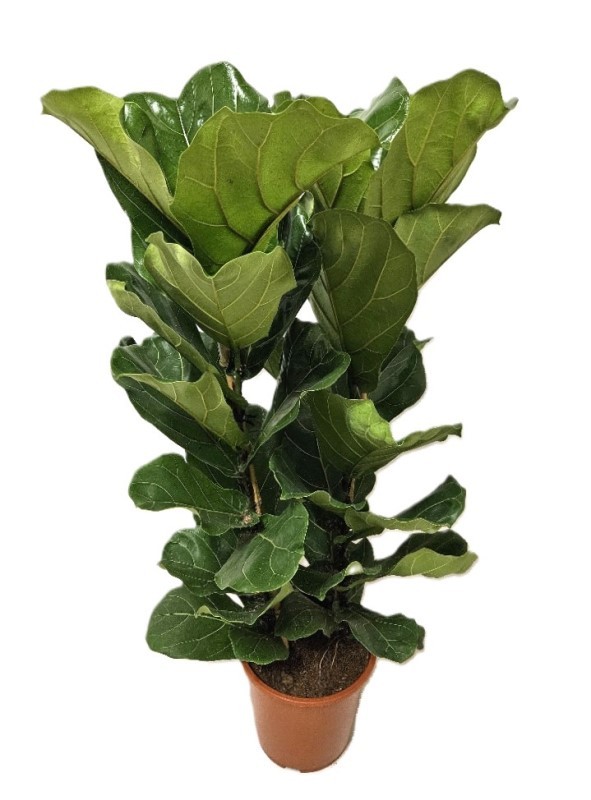 Picture of Ficus lyrata 2 PP P27 100CM (LOOSE)