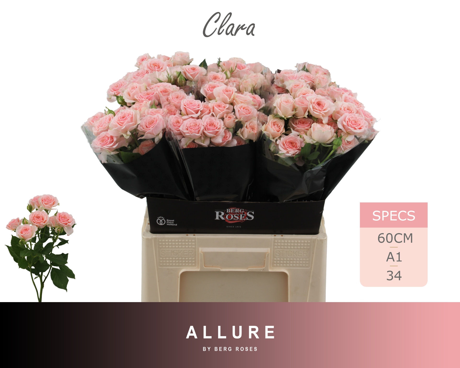 R Tr Clara 60cm