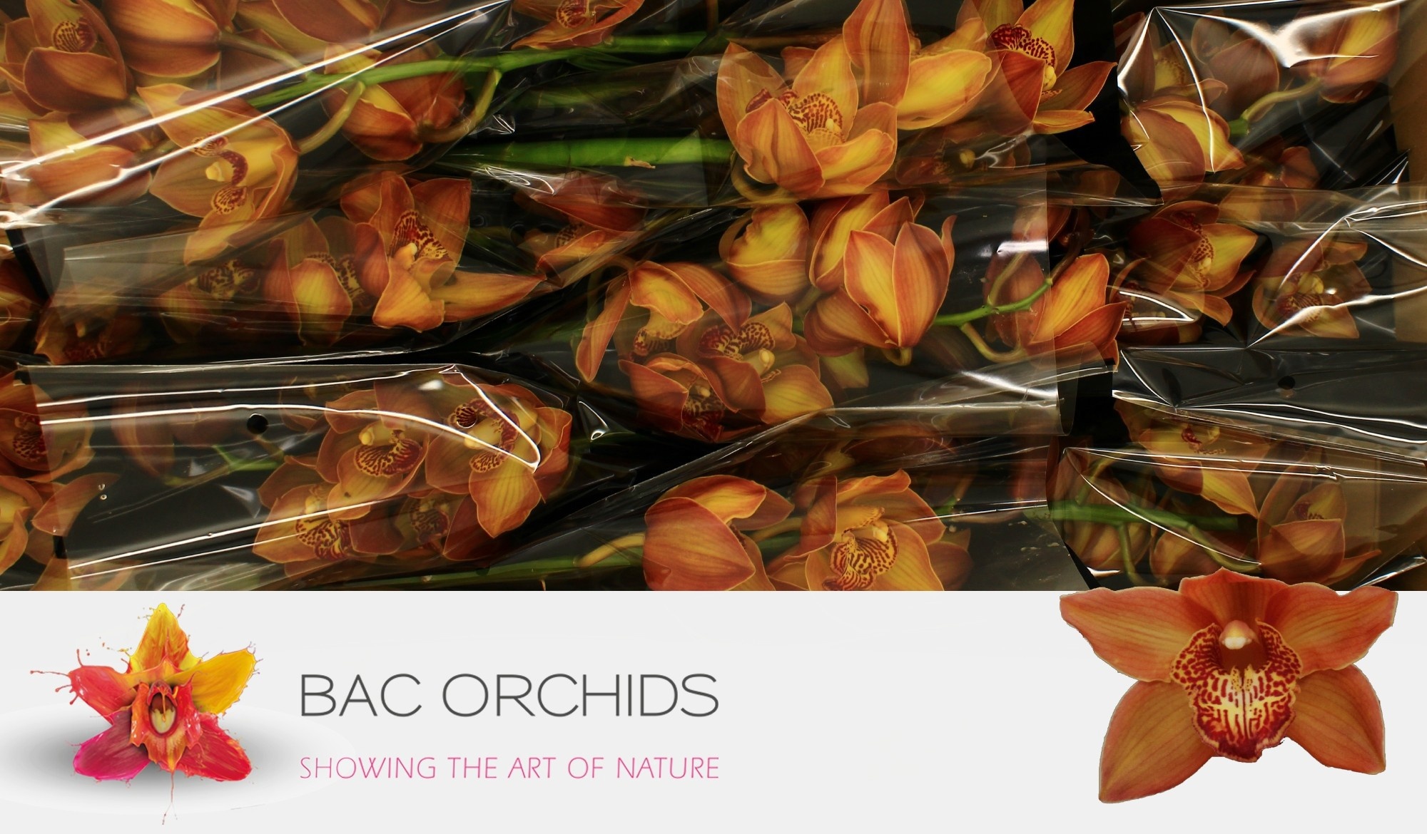 Cymbidium Cognac 5/8bl