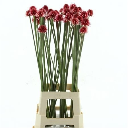 Snijbloemen Ov