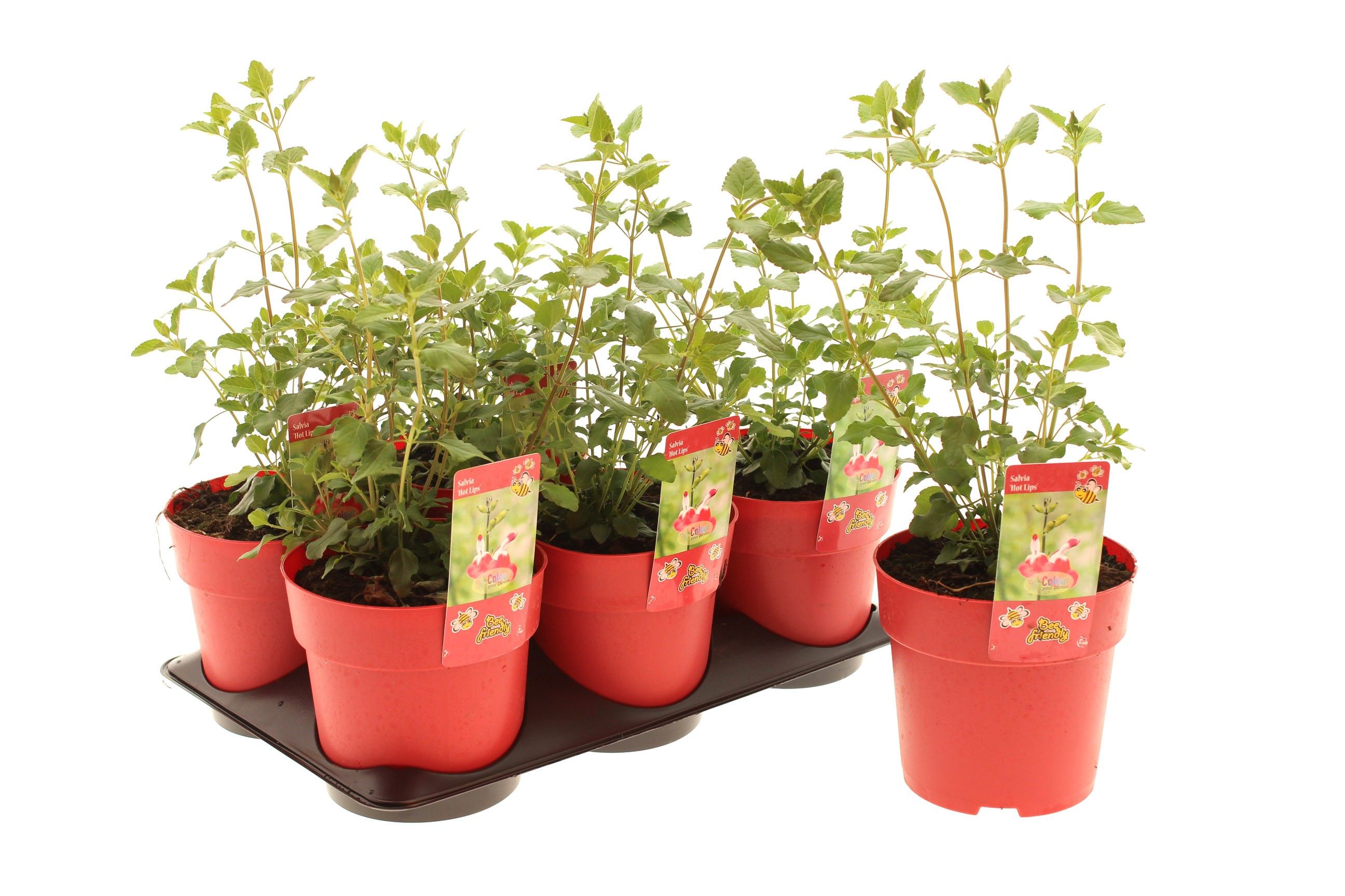 Picture of Salvia Hot Lips