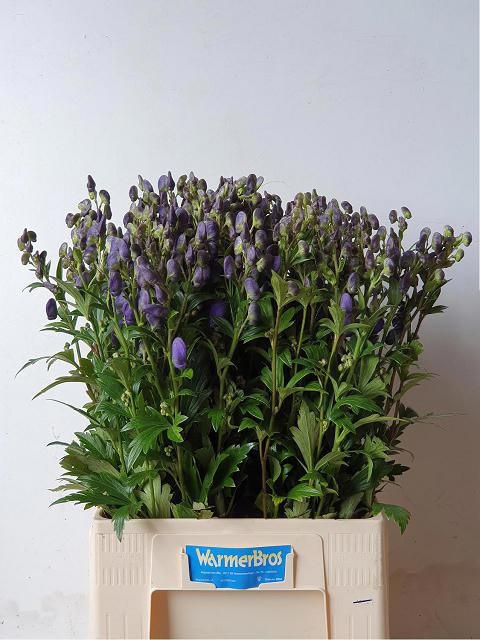 Aconitum Arensi 70cm