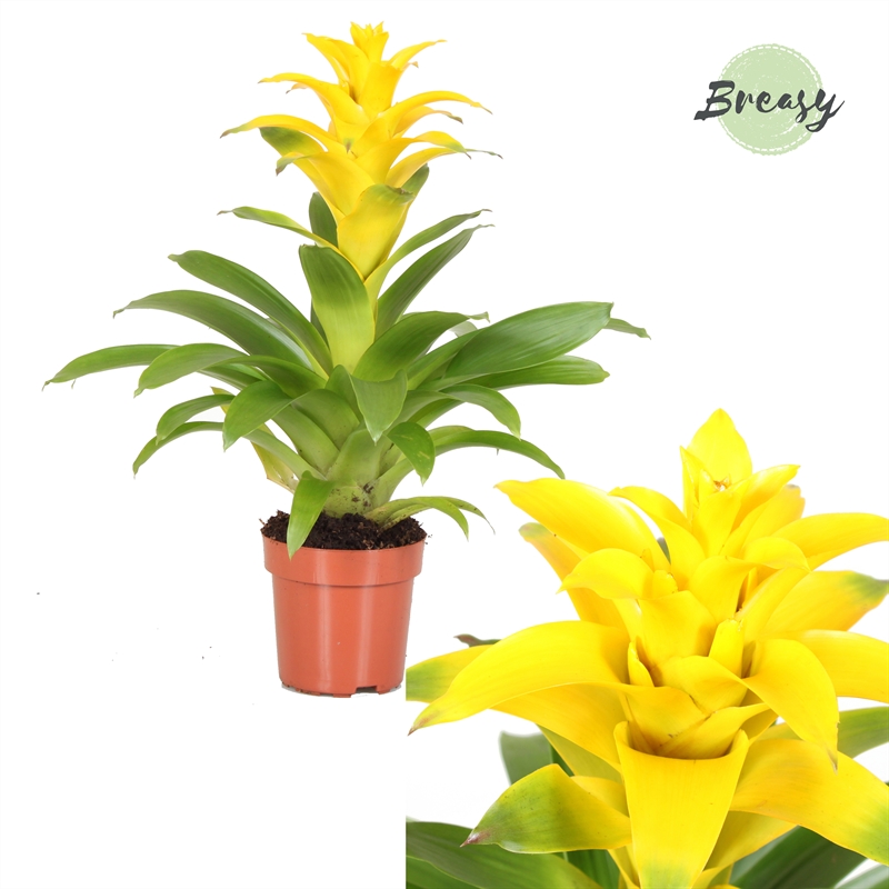 Picture of Guzmania Diana P12 42CM