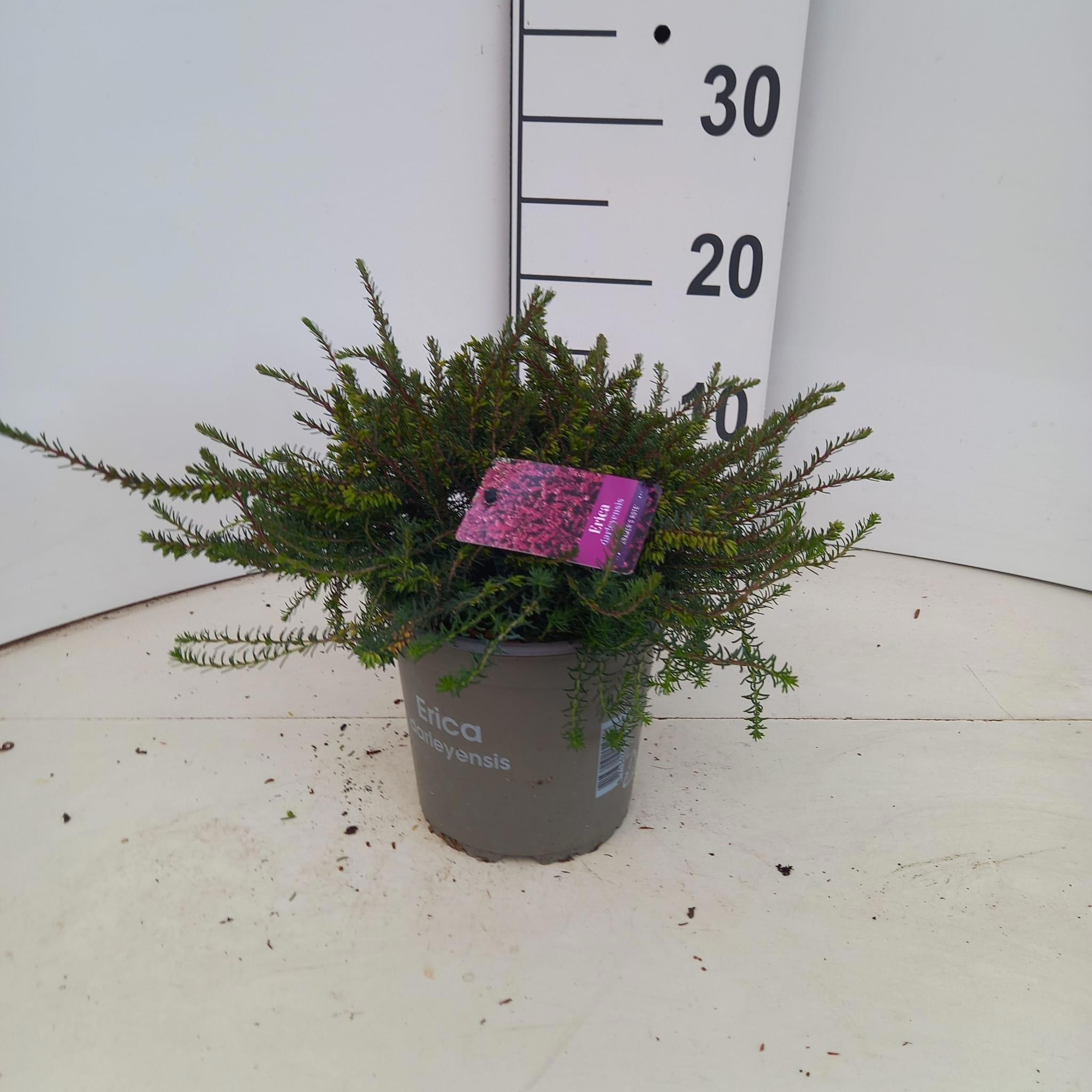 Erica darleyensis 'Kramer's Rote'