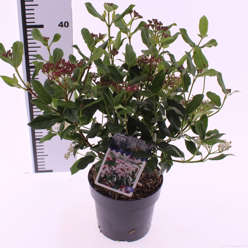 Picture of Viburnum tinus 'Gwenllian'