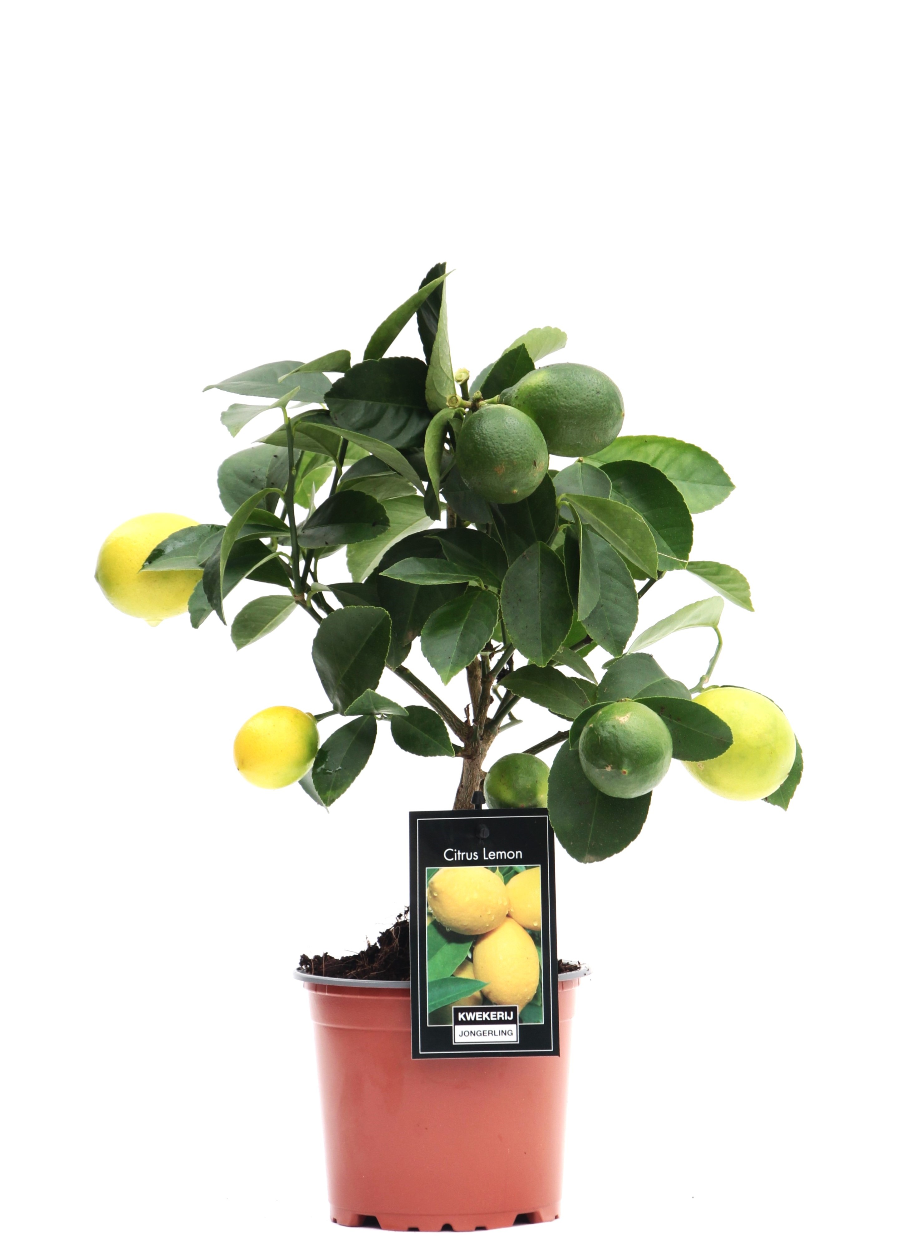 Picture of Citrus Lemon P12 TRELLIS-30/CM