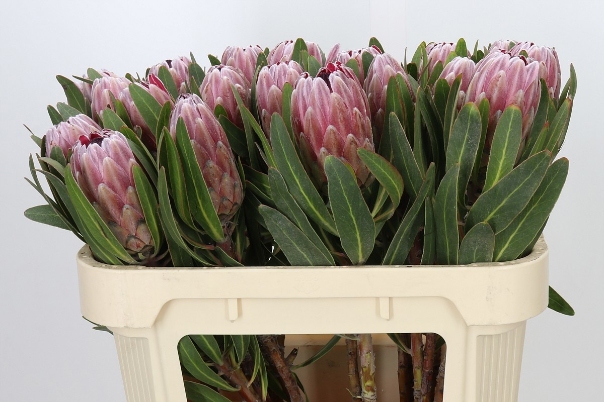 Protea Pink Ice
