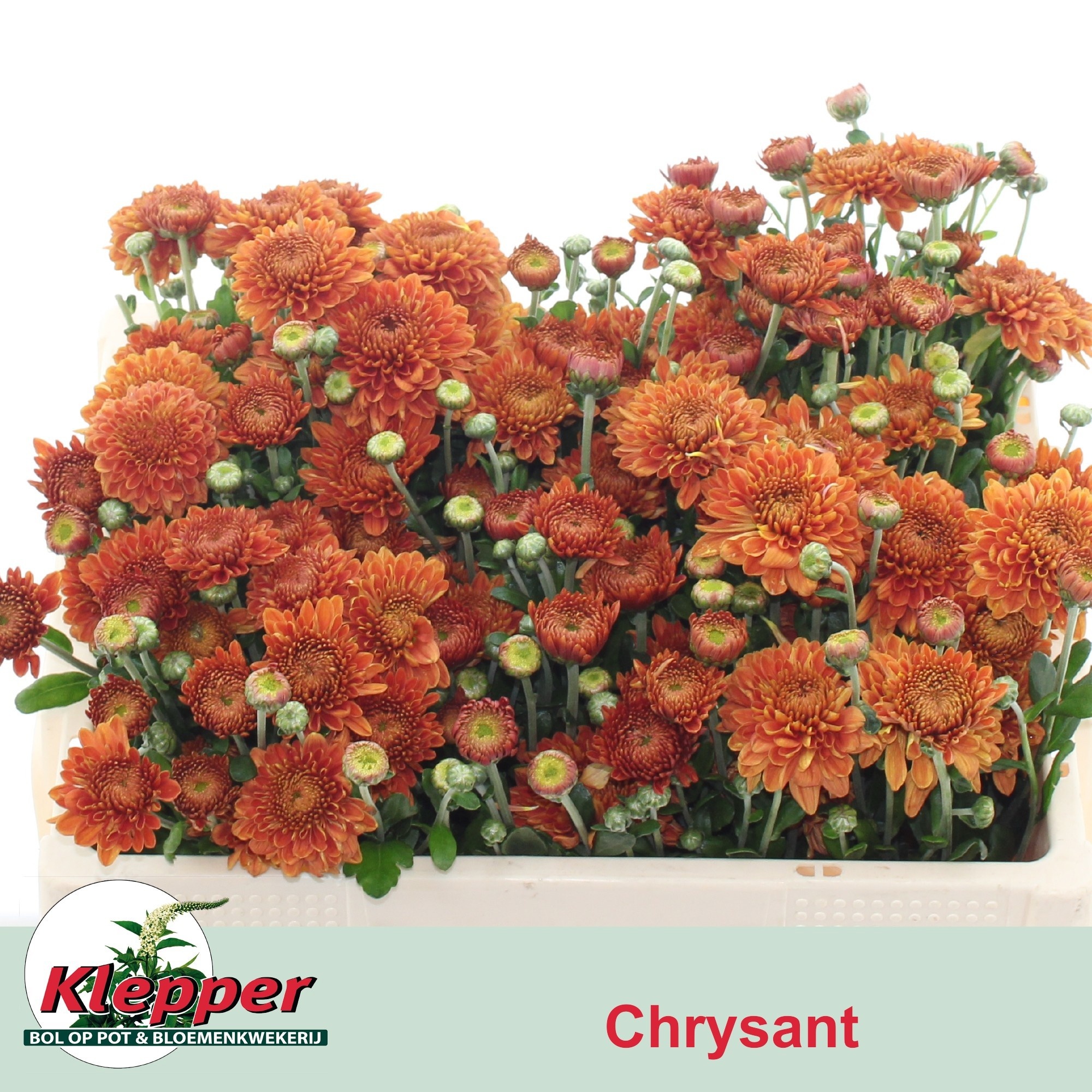 Chrys Spray Blenda 45cm 50gram