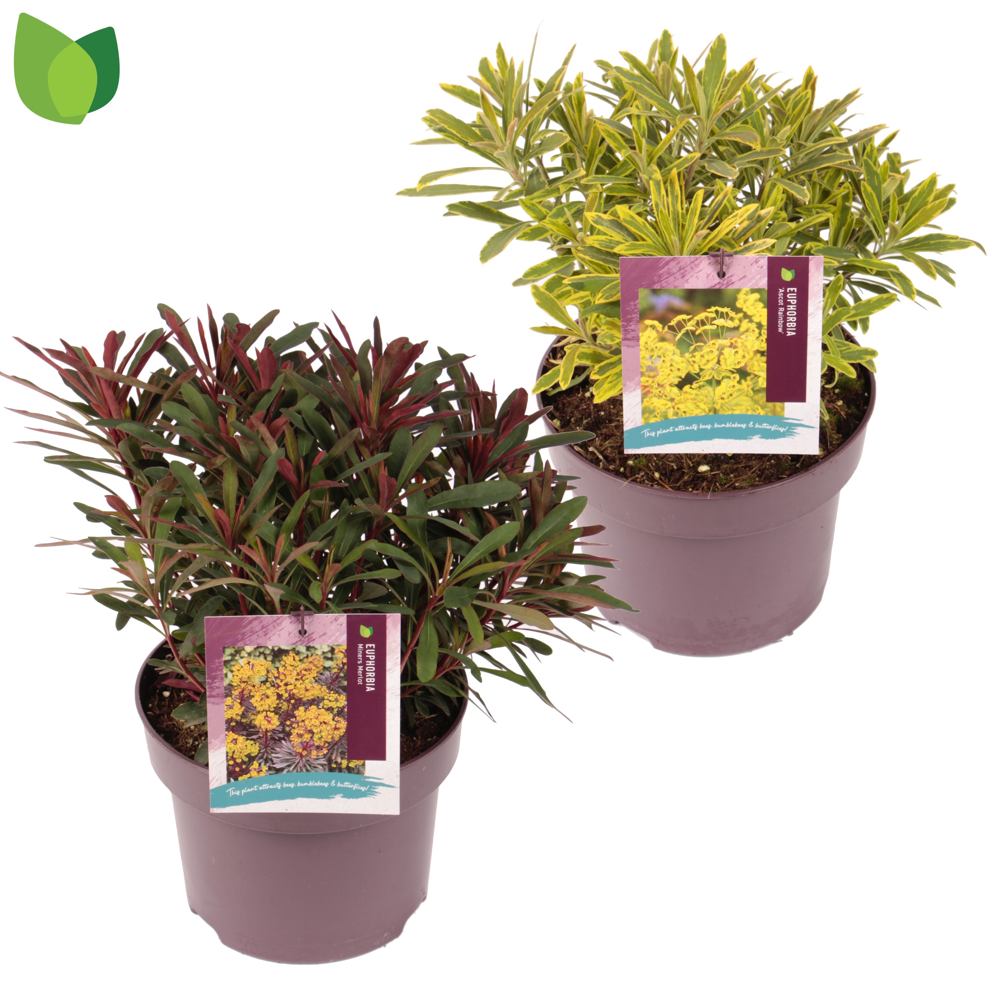 Euphorbia mix