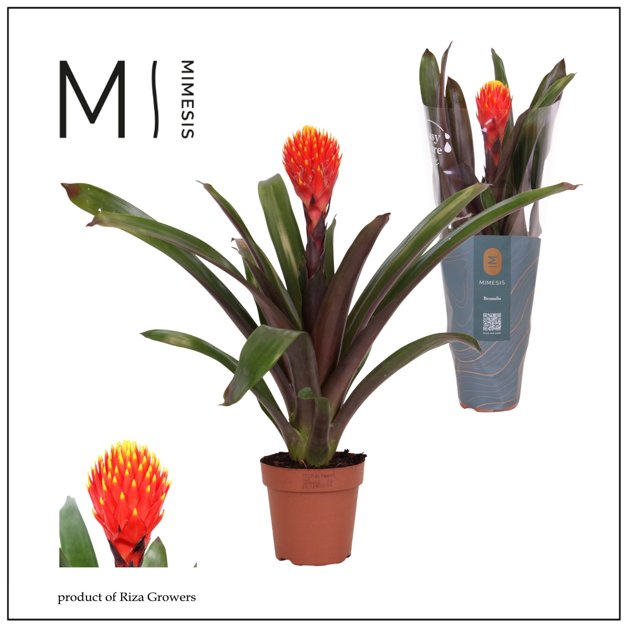 Guzmania 'Tala' | Hamiplant