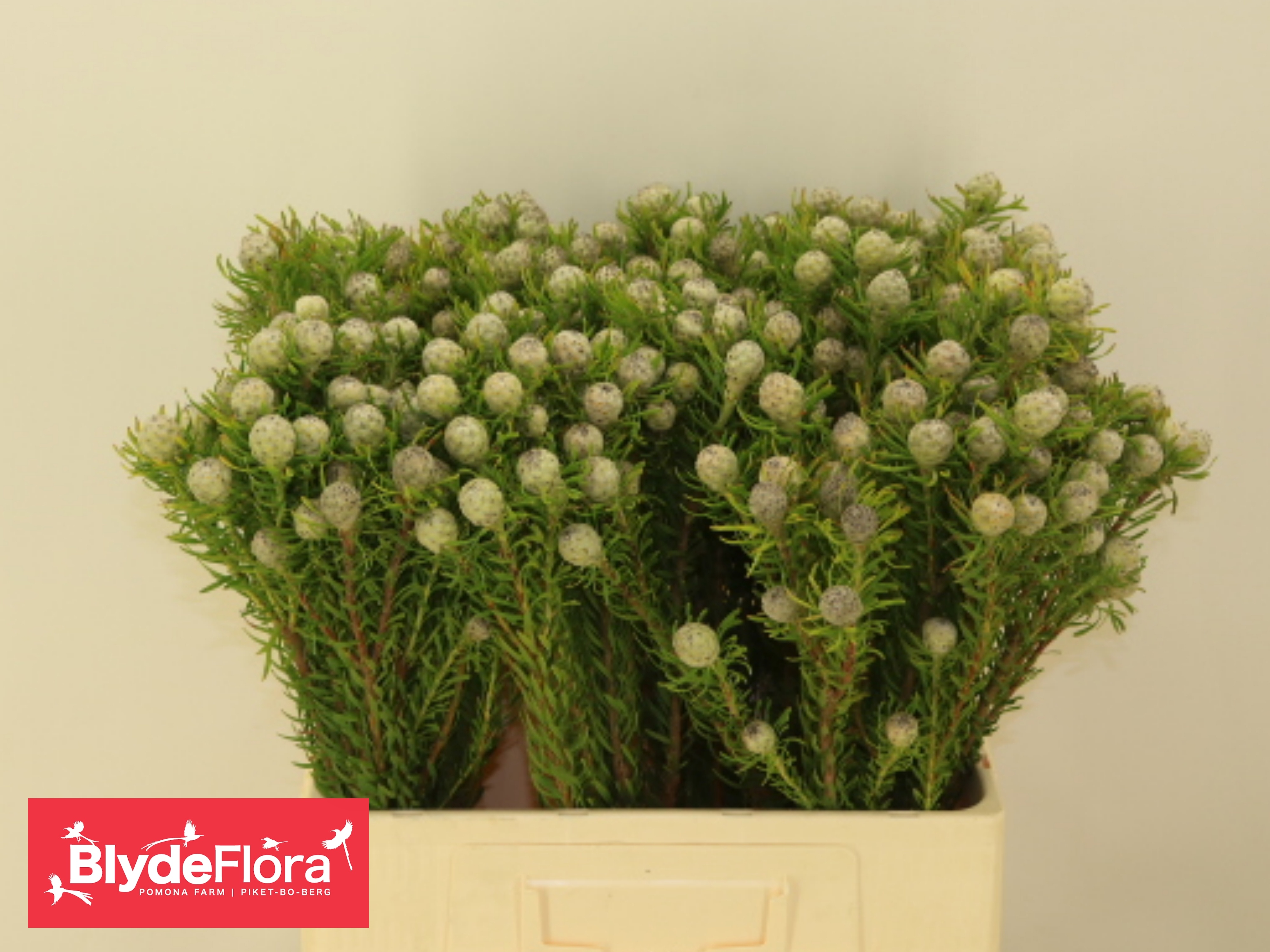 Leucadendron L Jad Pe Vert 60cm