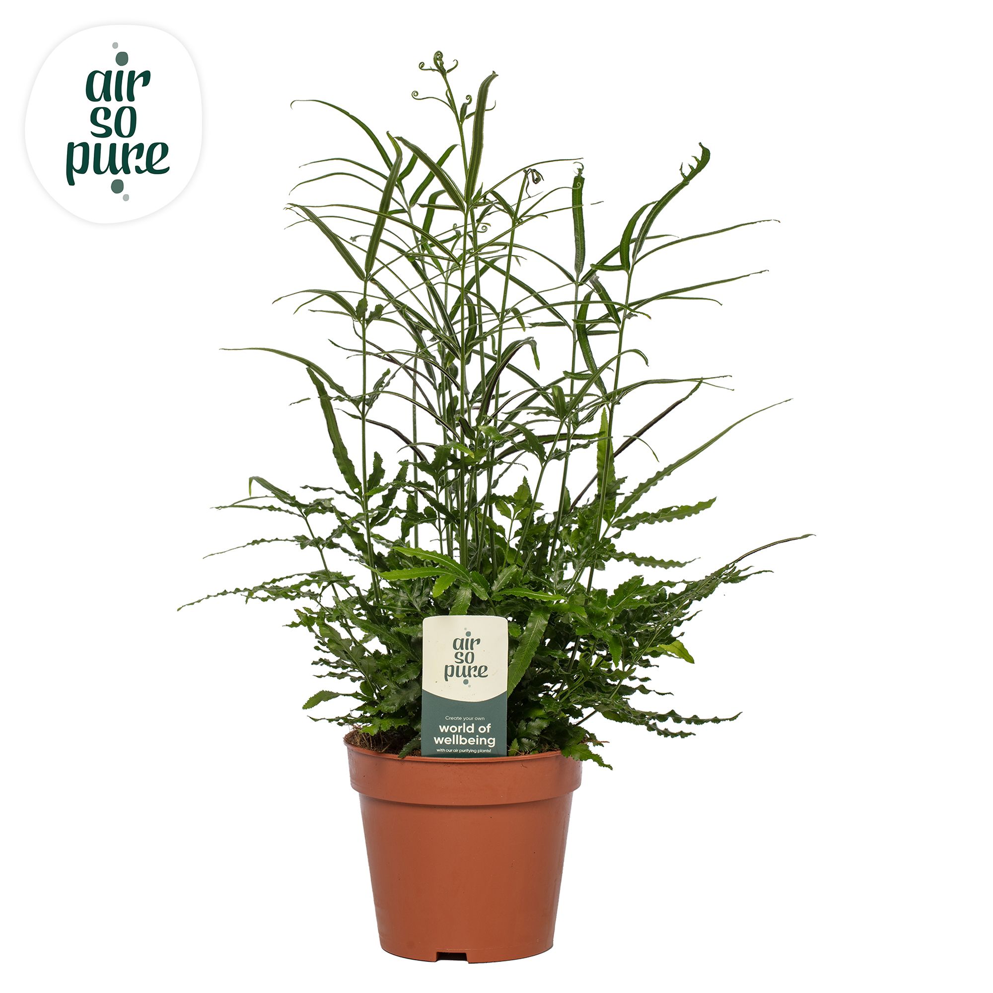 Pteris evergreen - Air So Pure