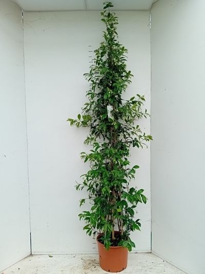 Tachelospermum jasminoides