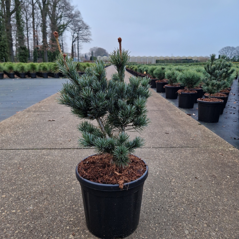 Picture of Pinus parviflora Negishi C8 30/35 (LOOSE)