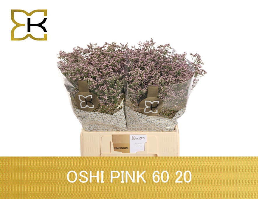 Lim Saf Oshi Pink