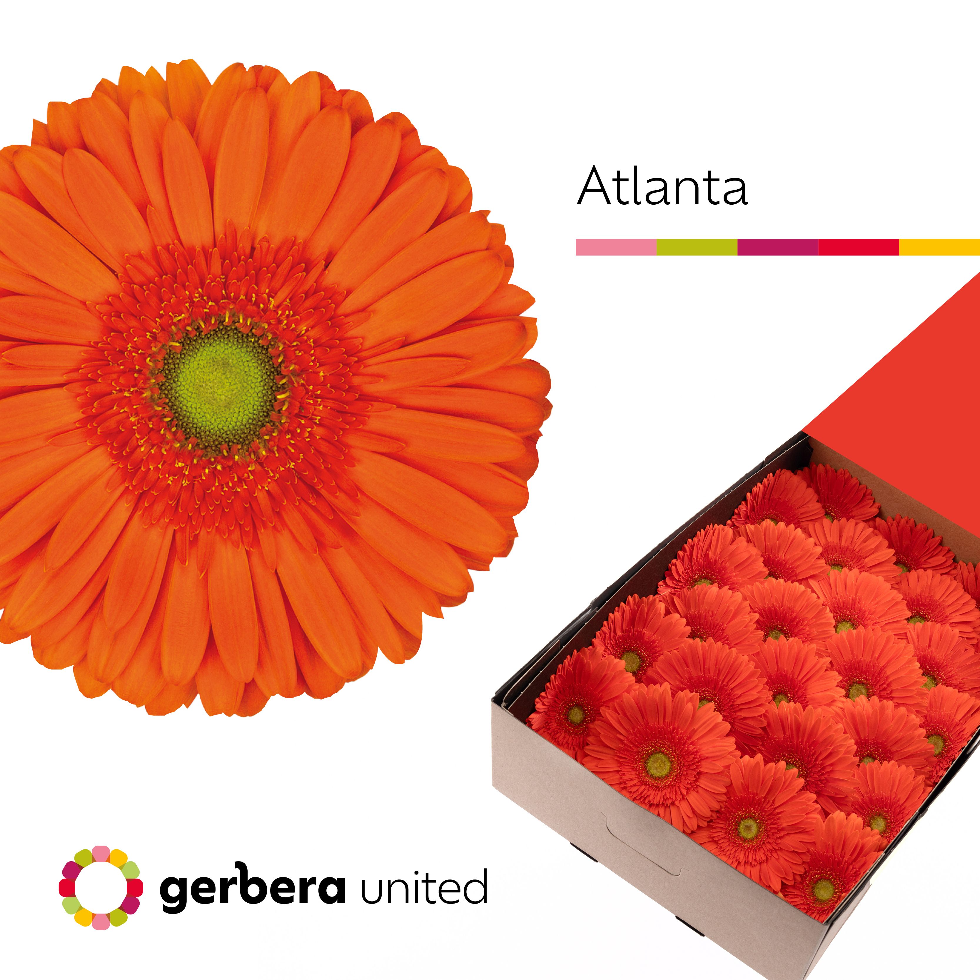 Gerbera Atlanta