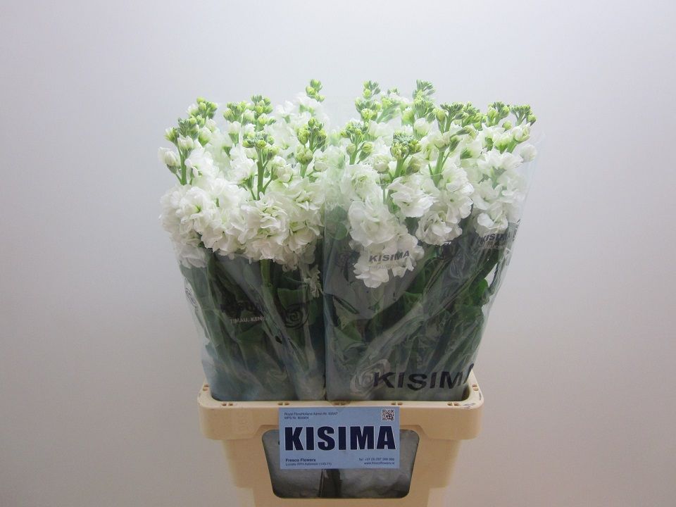 Matthiola Iron White 70cm