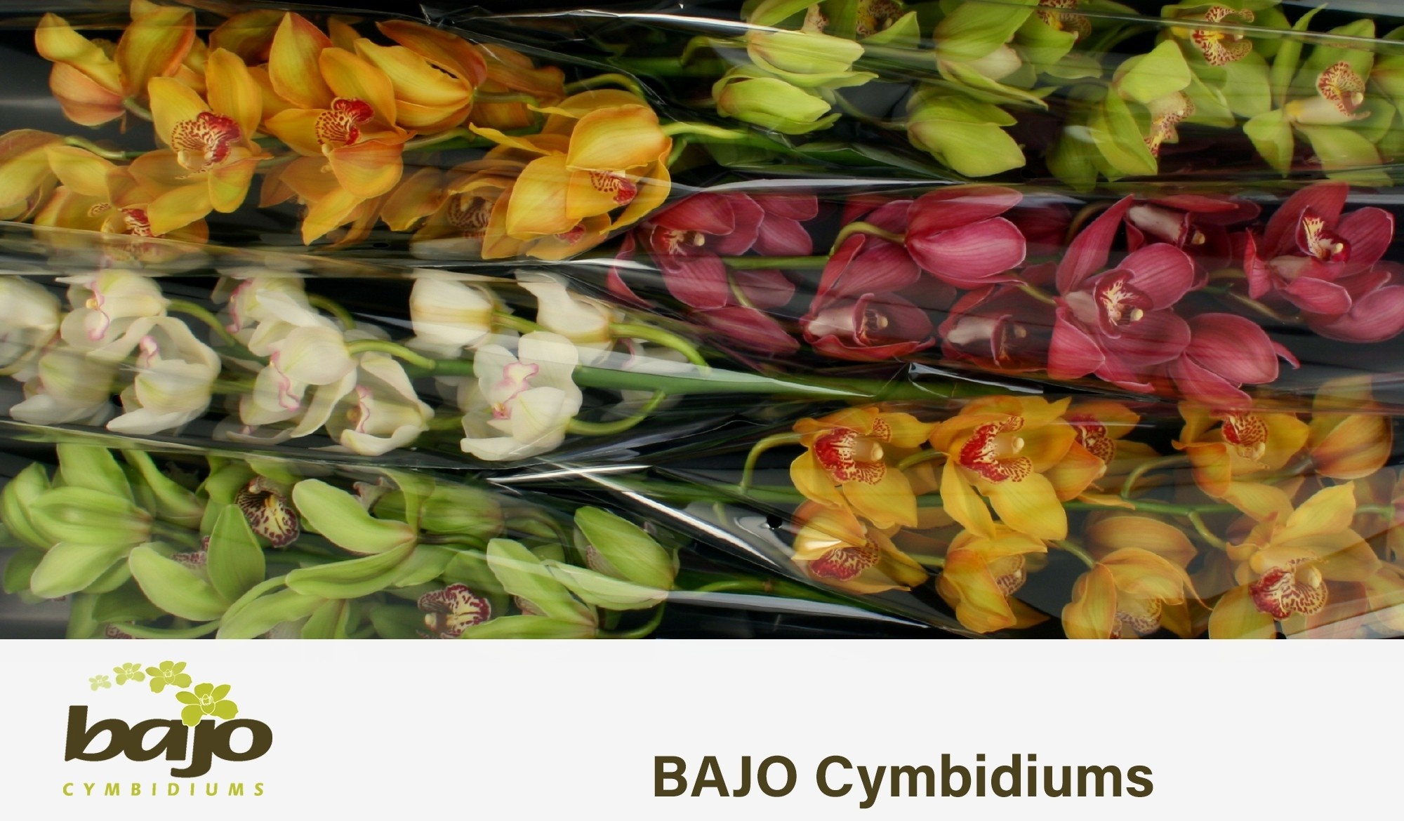 Cymbidium Asst 11bl