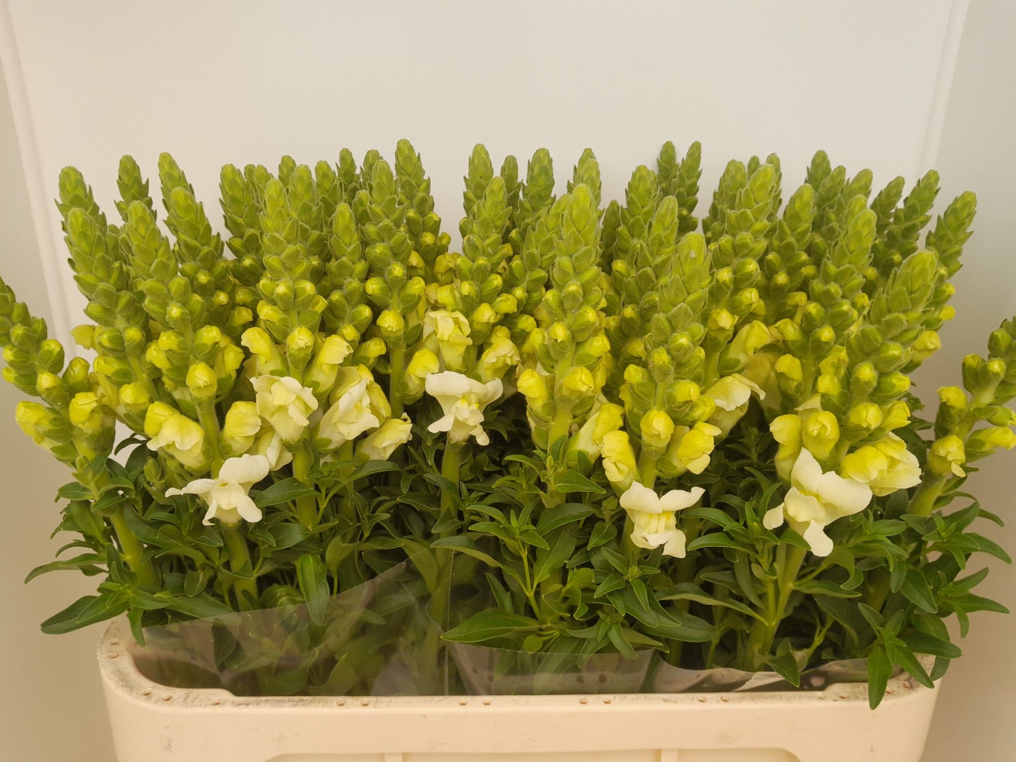 Antirrhinum Poto Ivory Wh 80cm