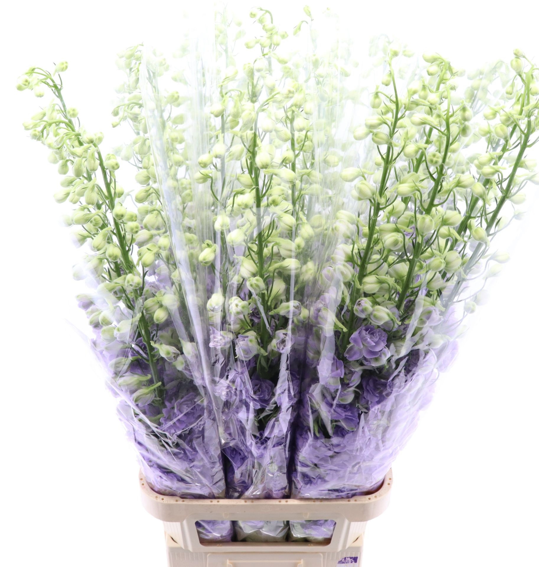 Delphinium El Dewi Lavender Love 120cm