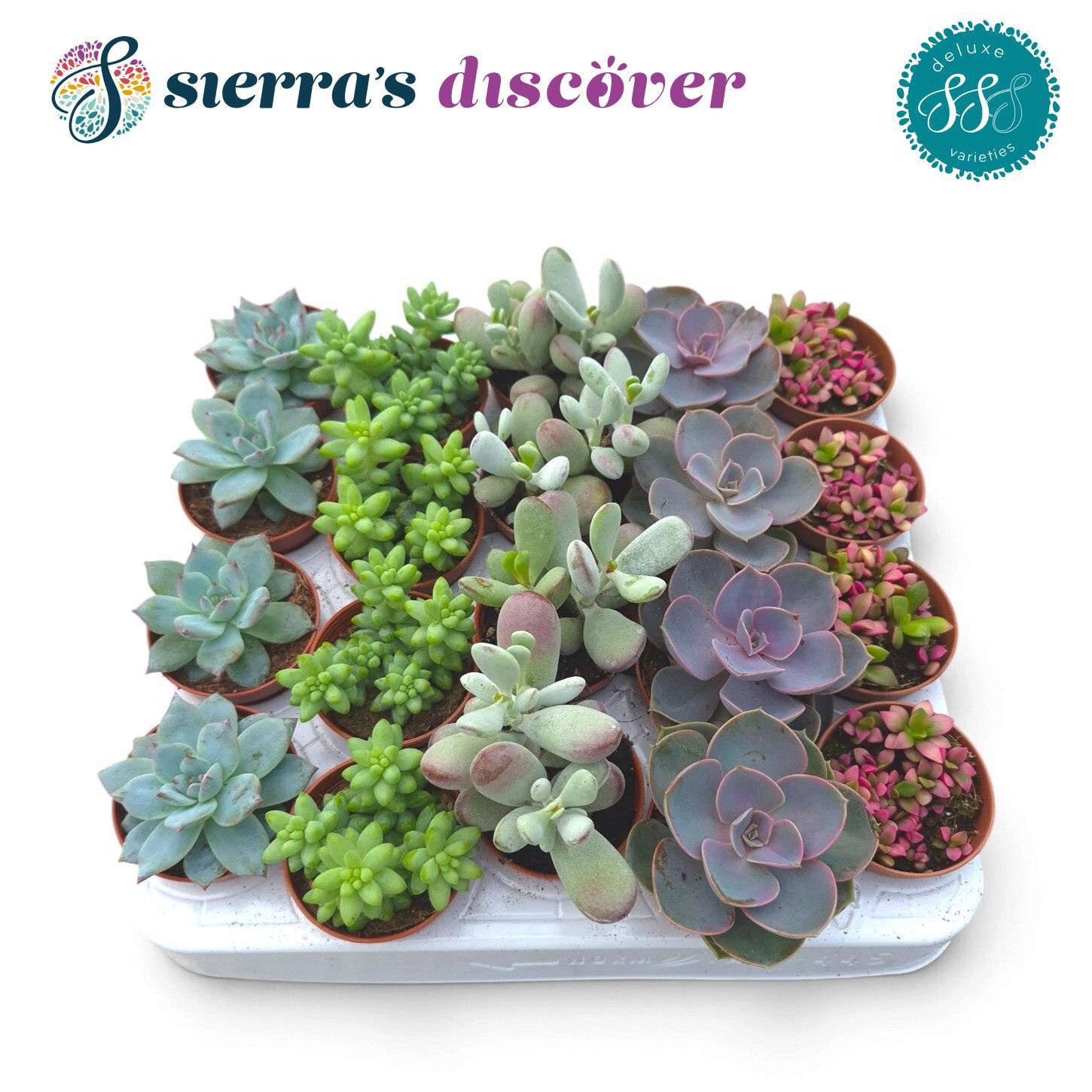 Succ Ov 505P 12H