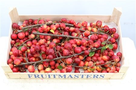 Malus (PER Tray)