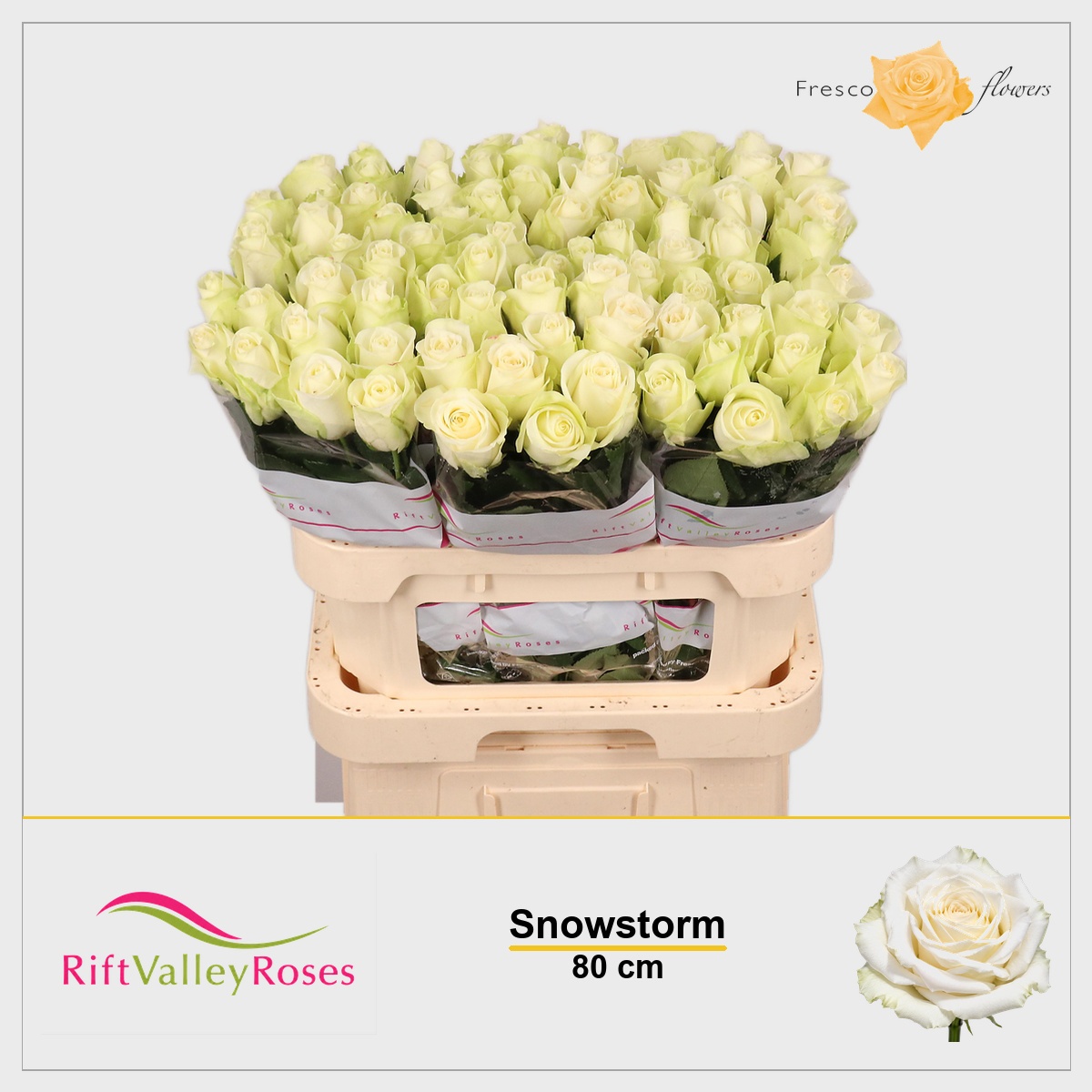 Rosa Snowstorm 80cm