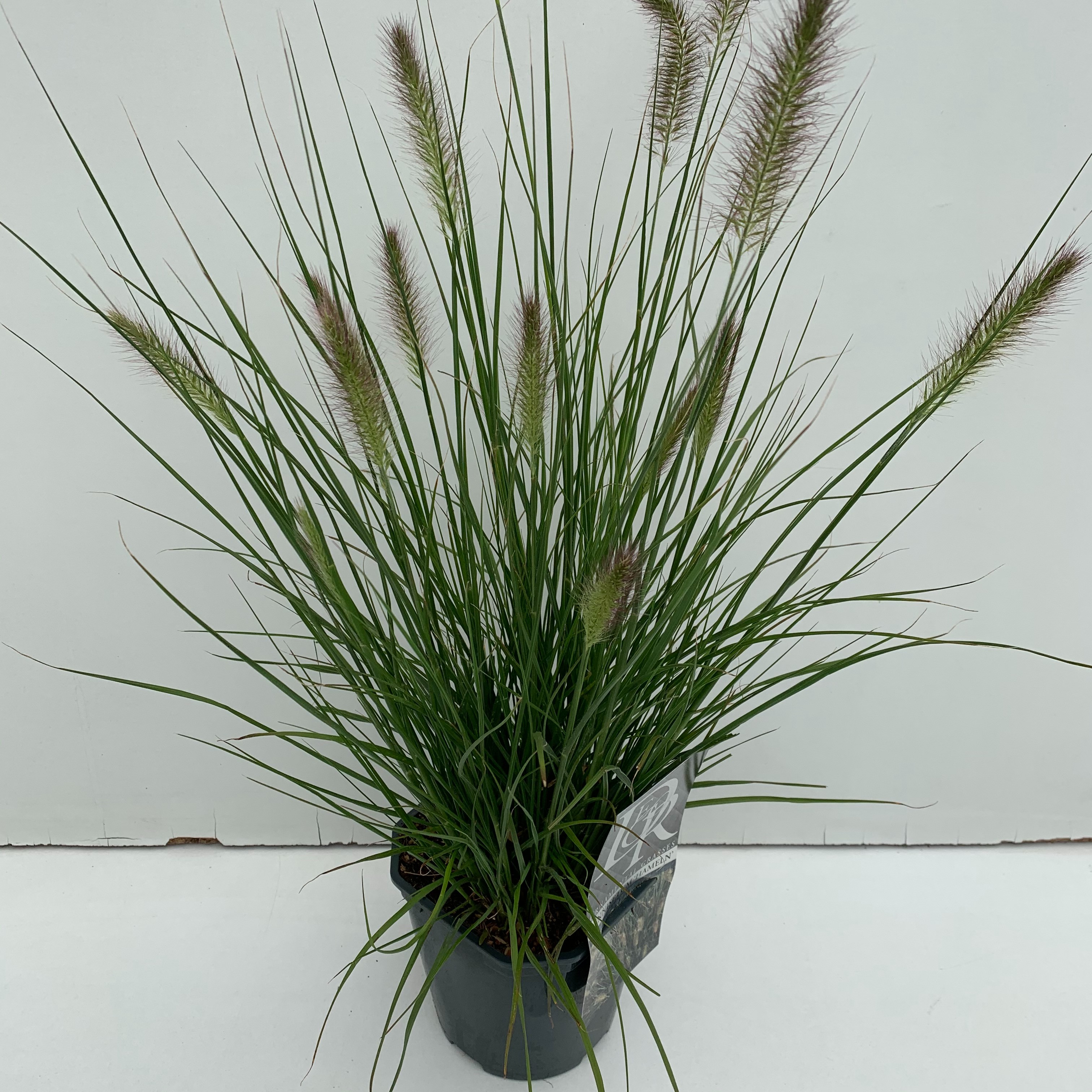 Pennisetum alopecuroides 'Hameln'