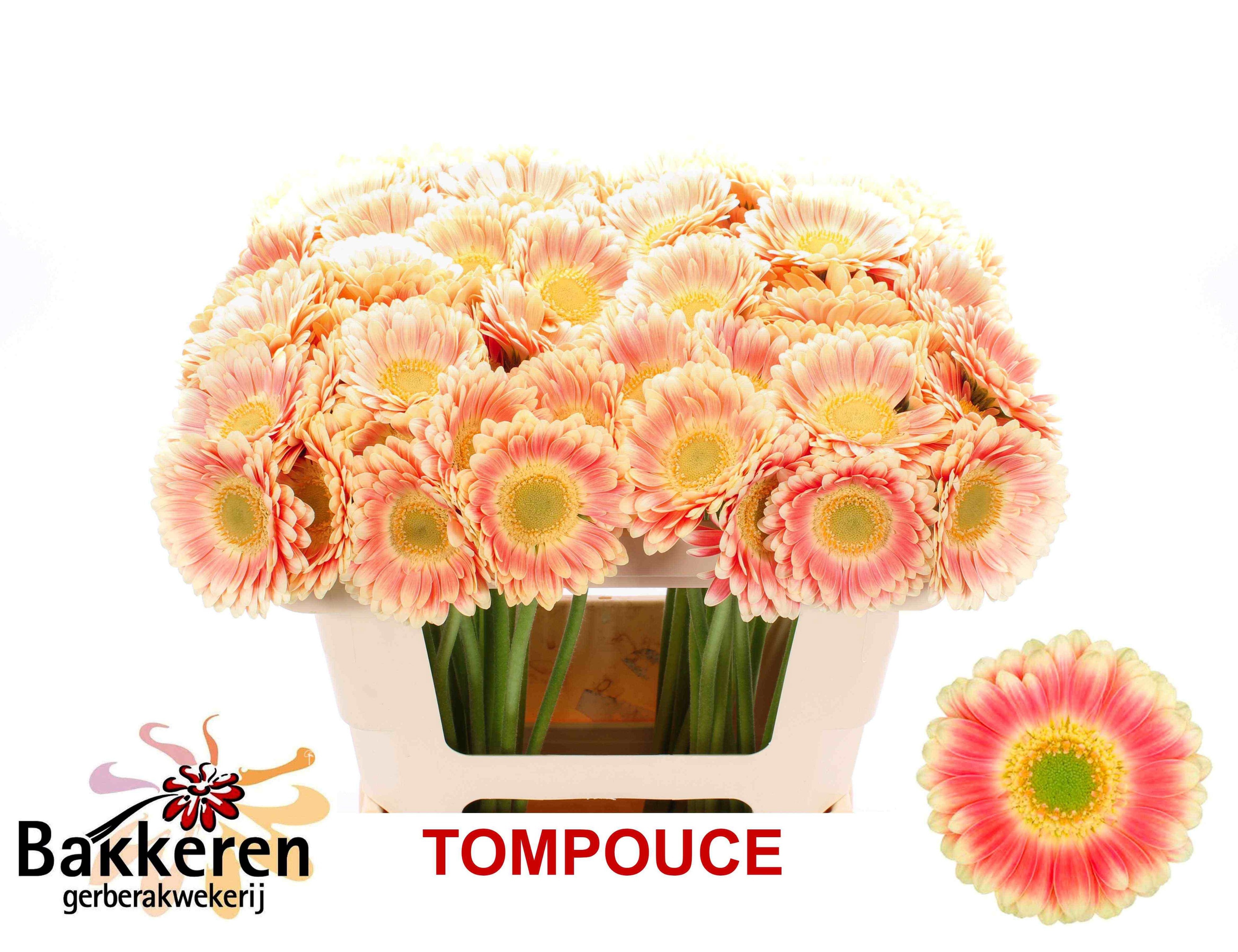 Gerbera Mini Tompouce