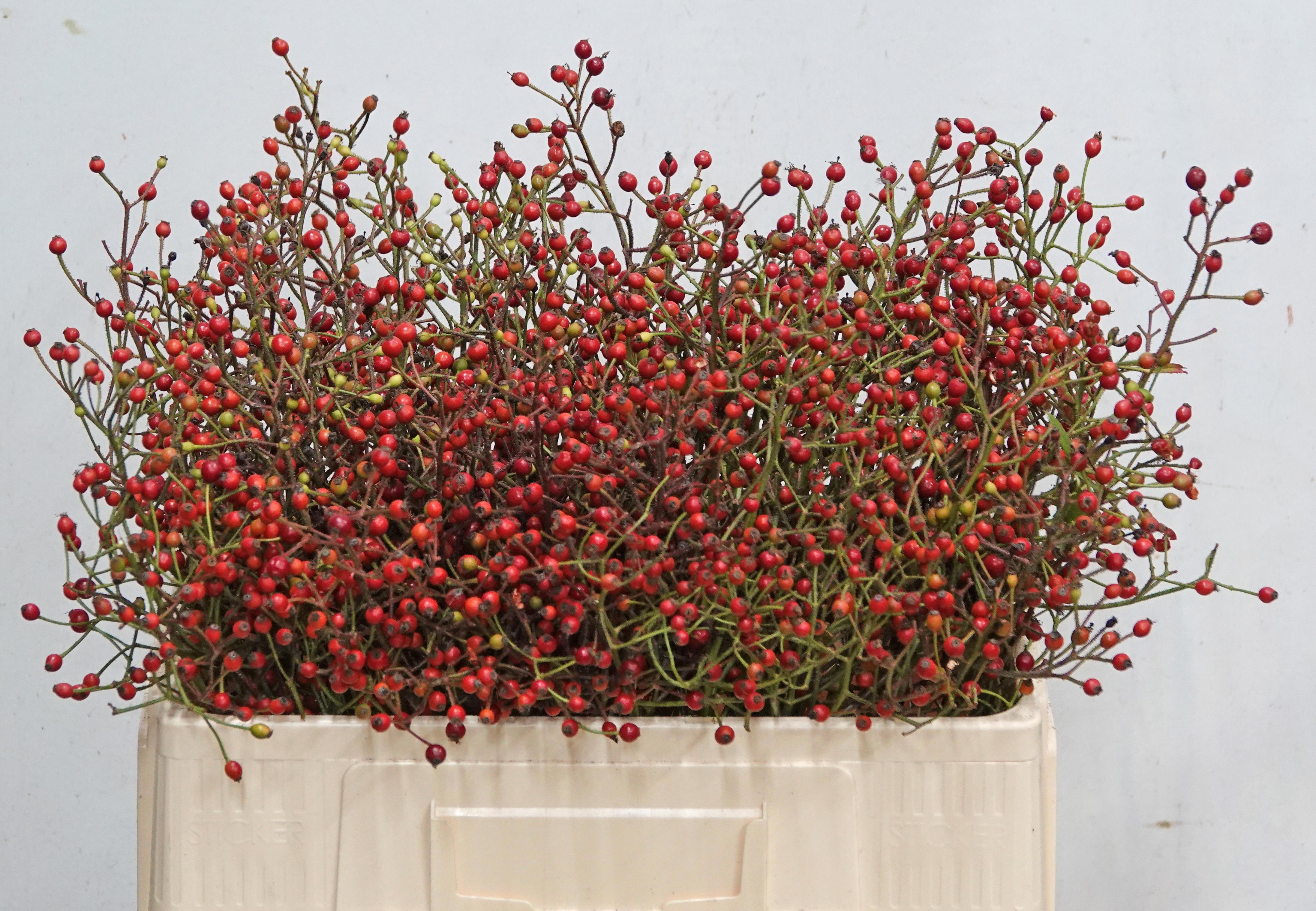 Rosa F Autumn Splash 50cm