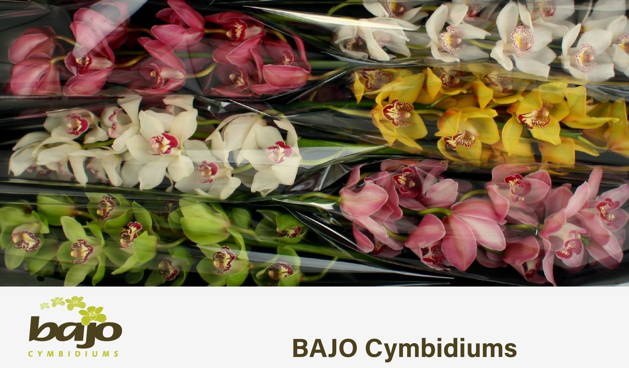 Cymbidium Asst 11bl