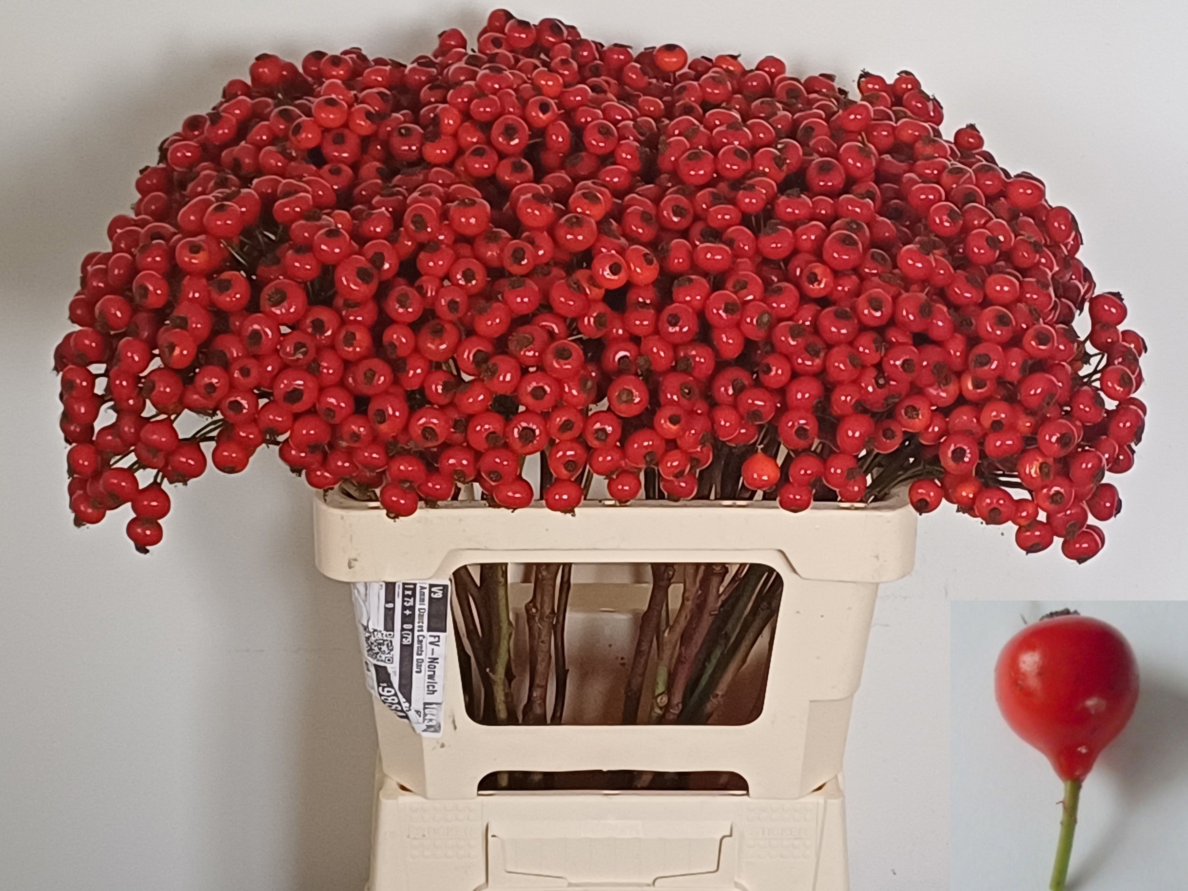 Rosa R Hooijdonk 2.0 60cm