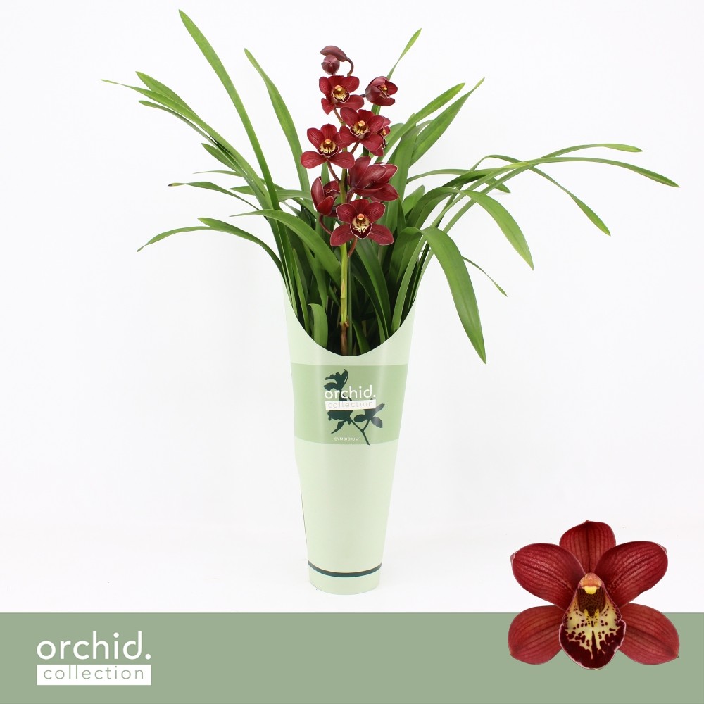 Picture of Cymbidium hybrid Jolly Red 1-Spike Orchid Collection Potcover P14 65CM