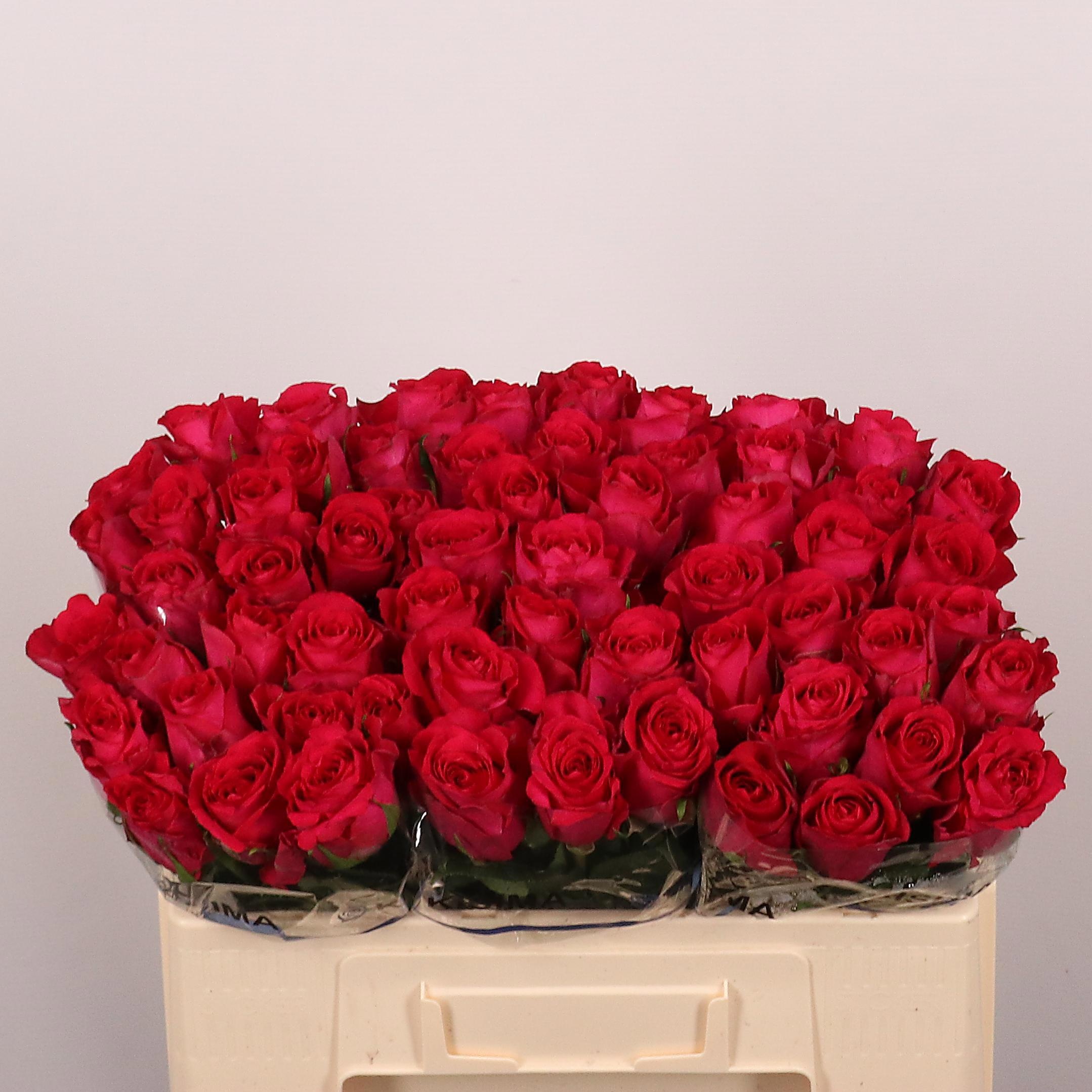 R Gr Madam Cerise