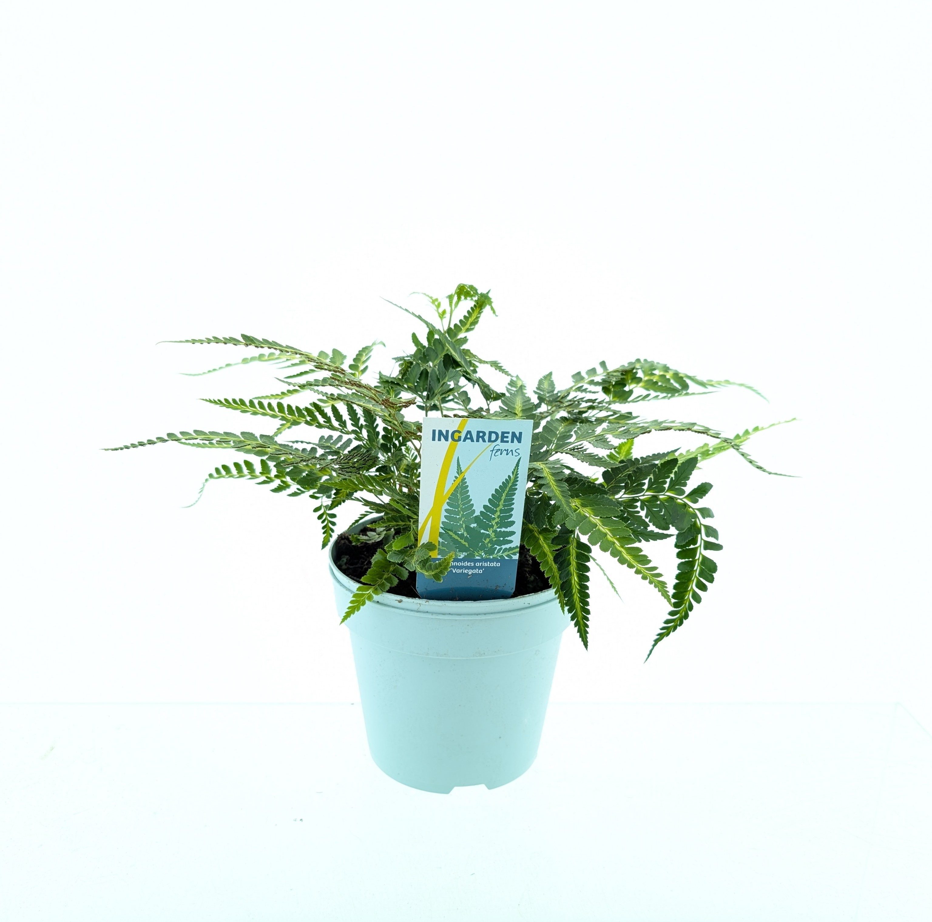 Picture of Arachnoides aristata ‘Variegata’