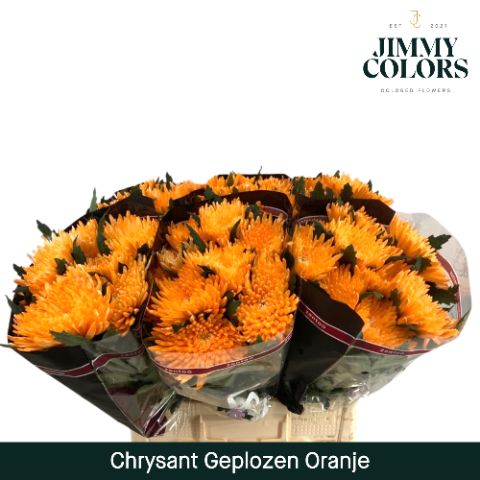 Chr G Topspin Orange