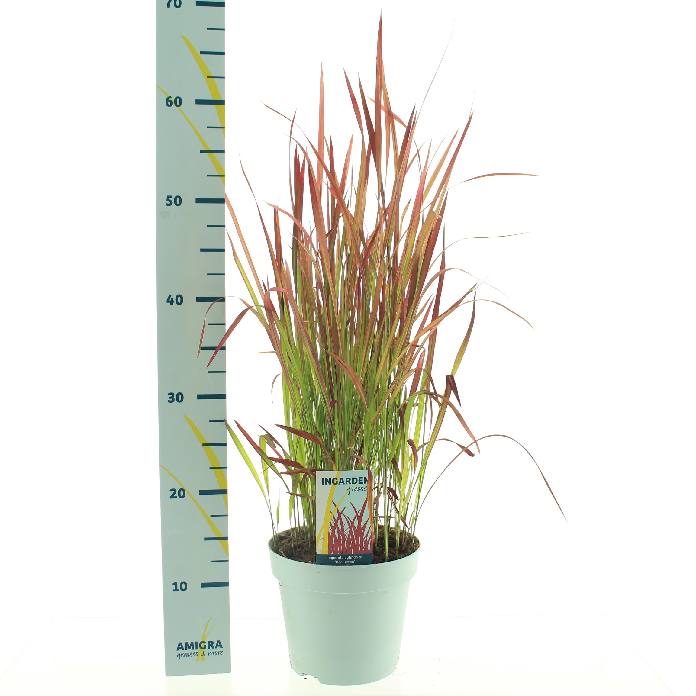 Picture of Imperata cylindrica Red Baron P17 (2 Ltr)