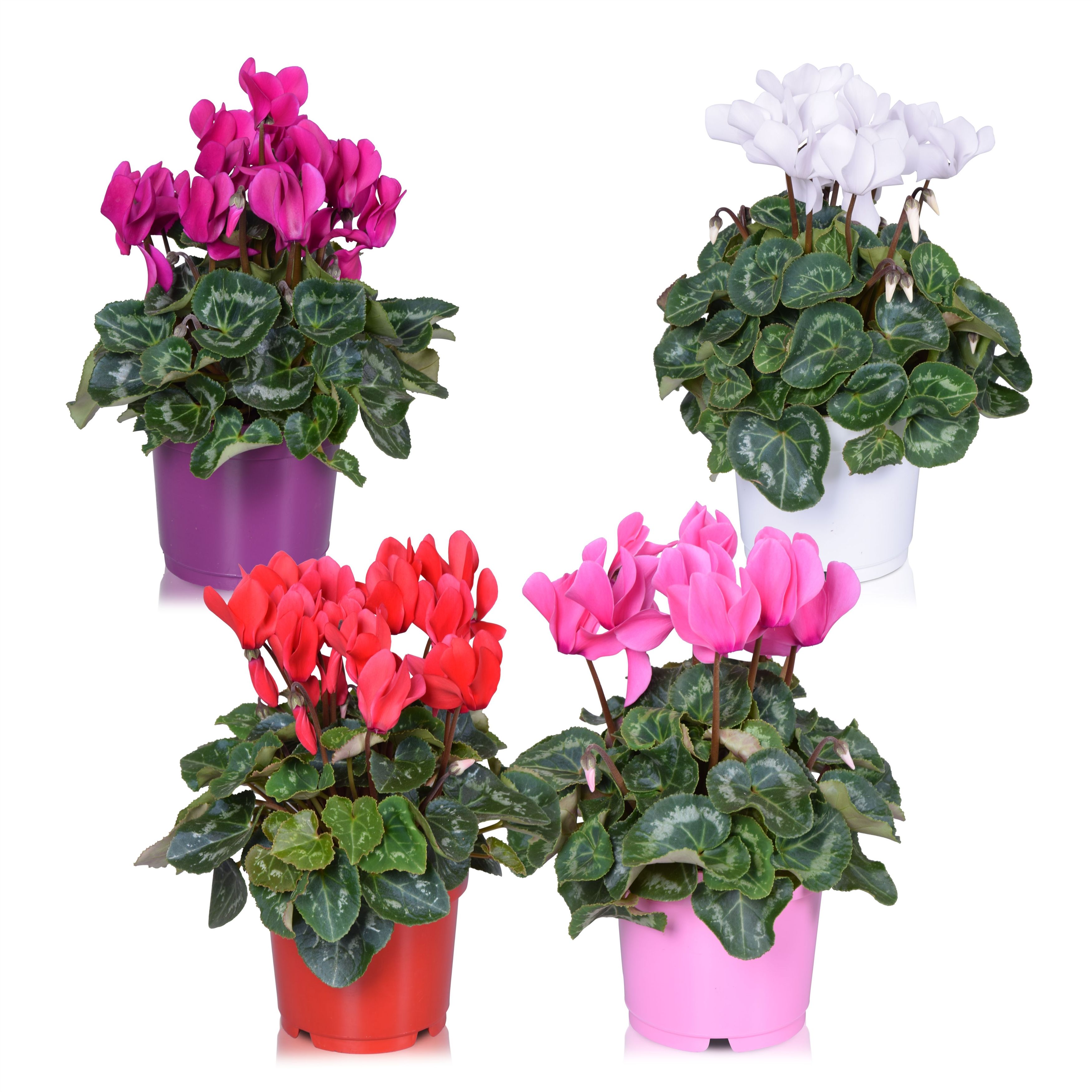 Cycl Sup Serie Allure Mix 12Ø 25cm