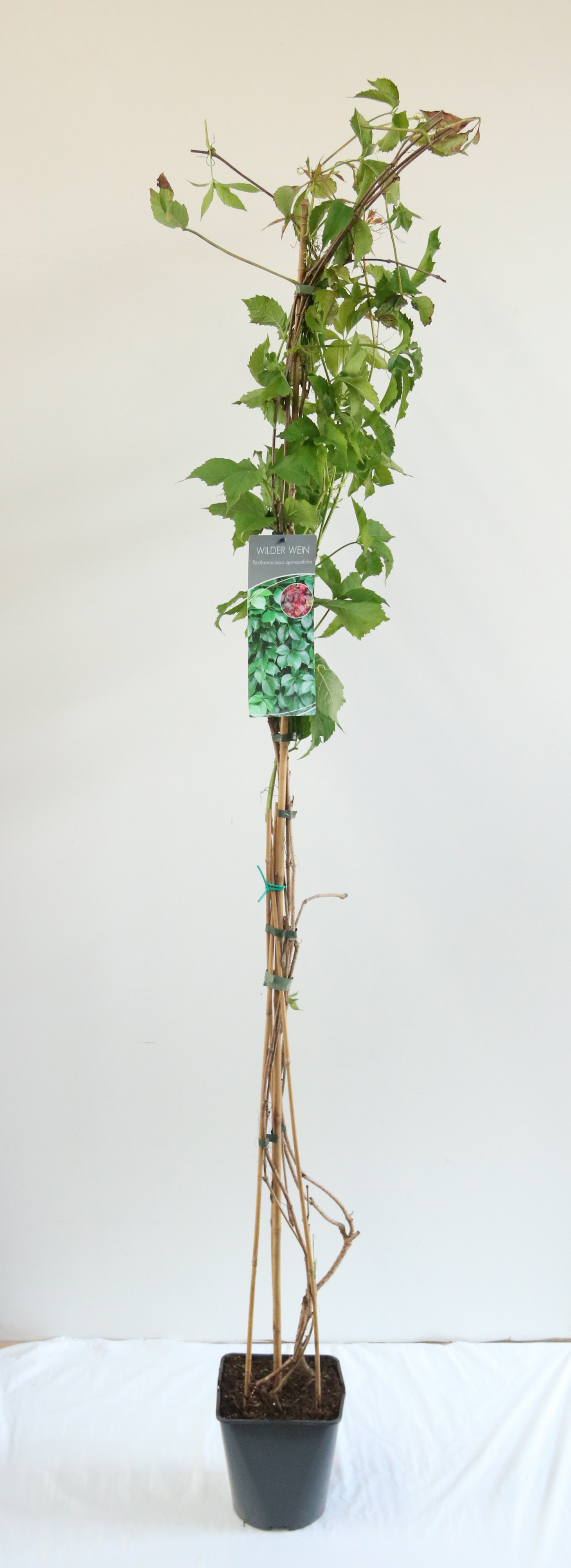 Parthenocissus quinquefolia