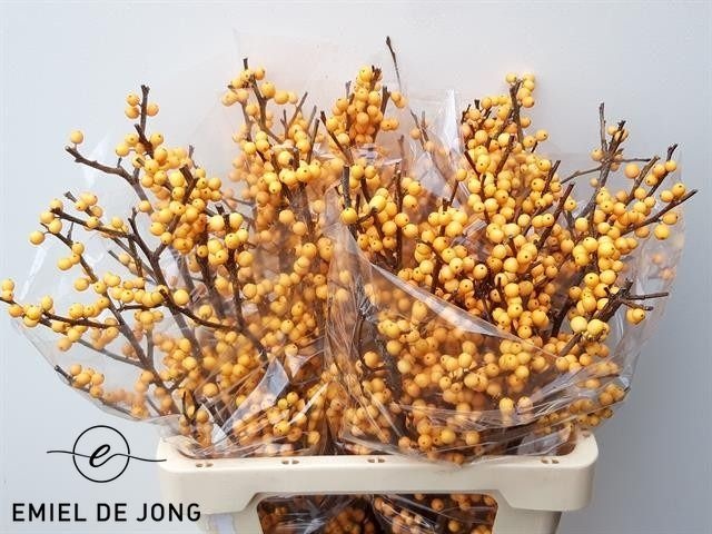 Ilex Golden Verboom 60cm